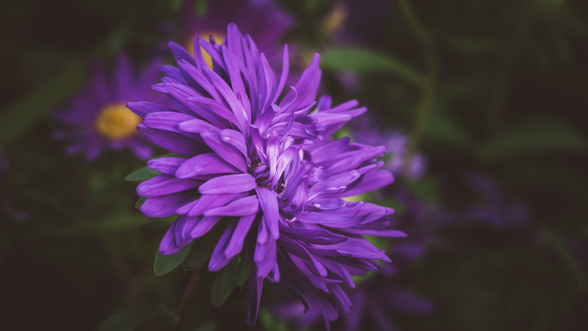 Фиолетовый цветок астры на клумбе 