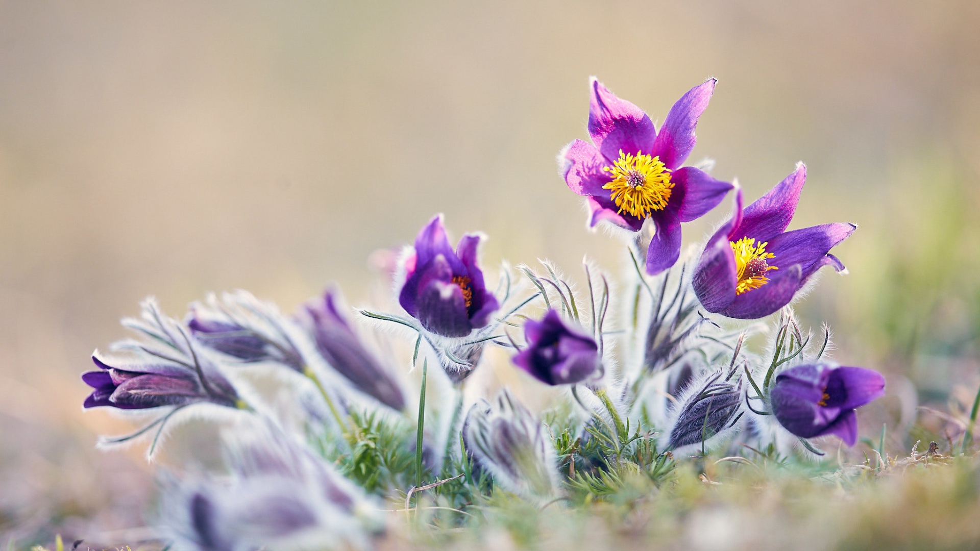 Фиолетовые цветы прострел в поле