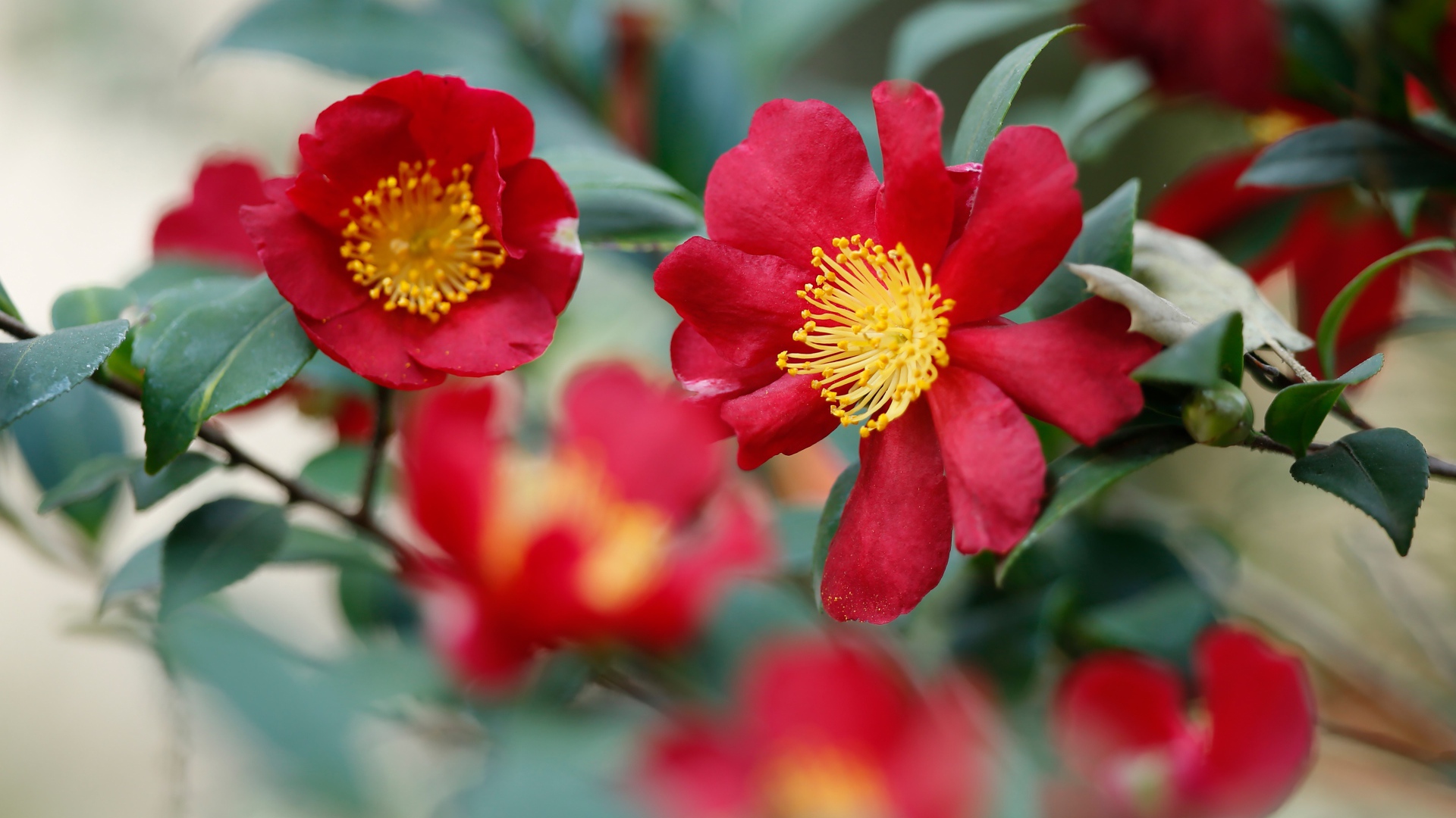 Красные цветы камелия с зелеными листьями 