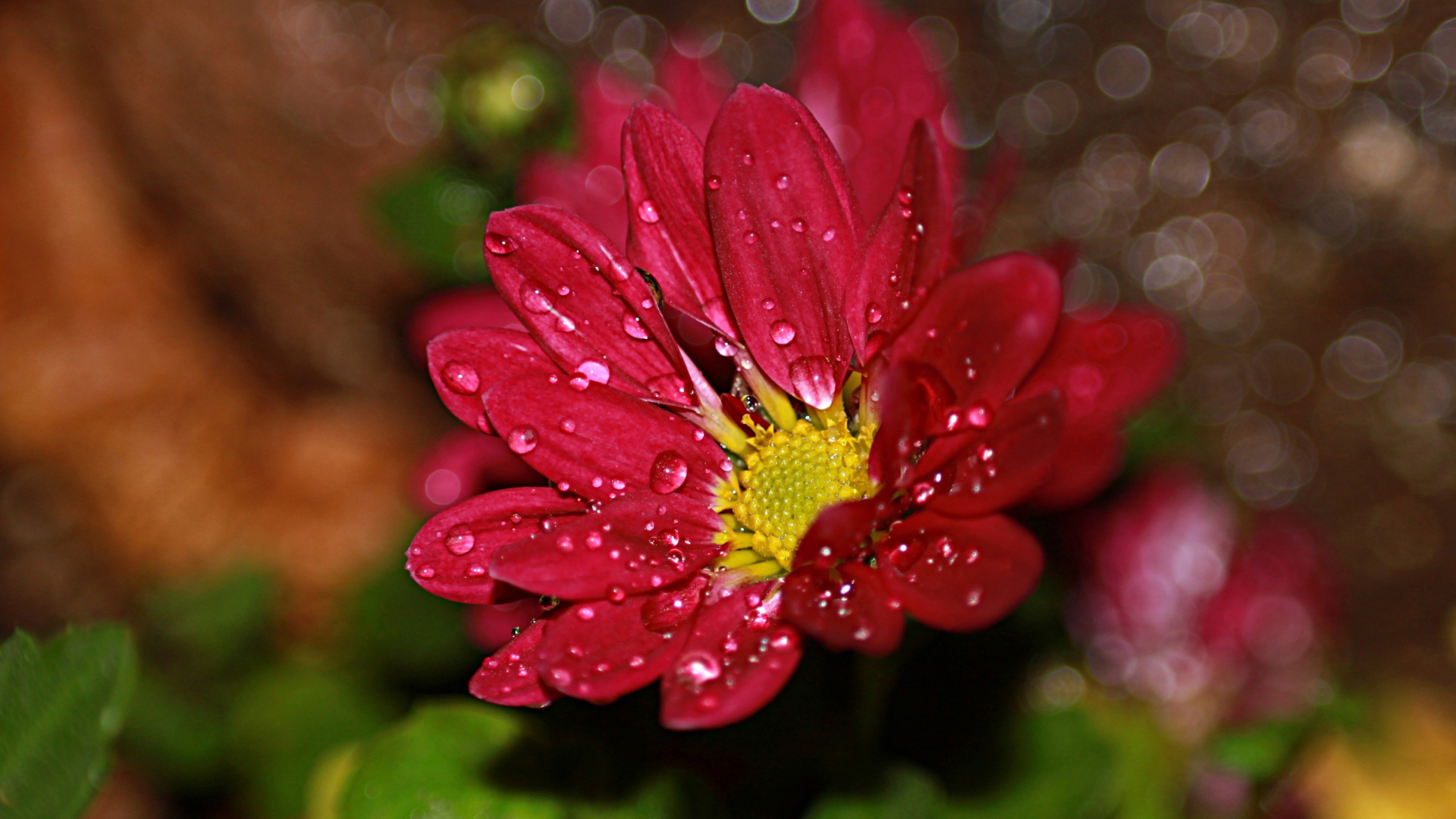 Красный цветок хризантемы в каплях воды 