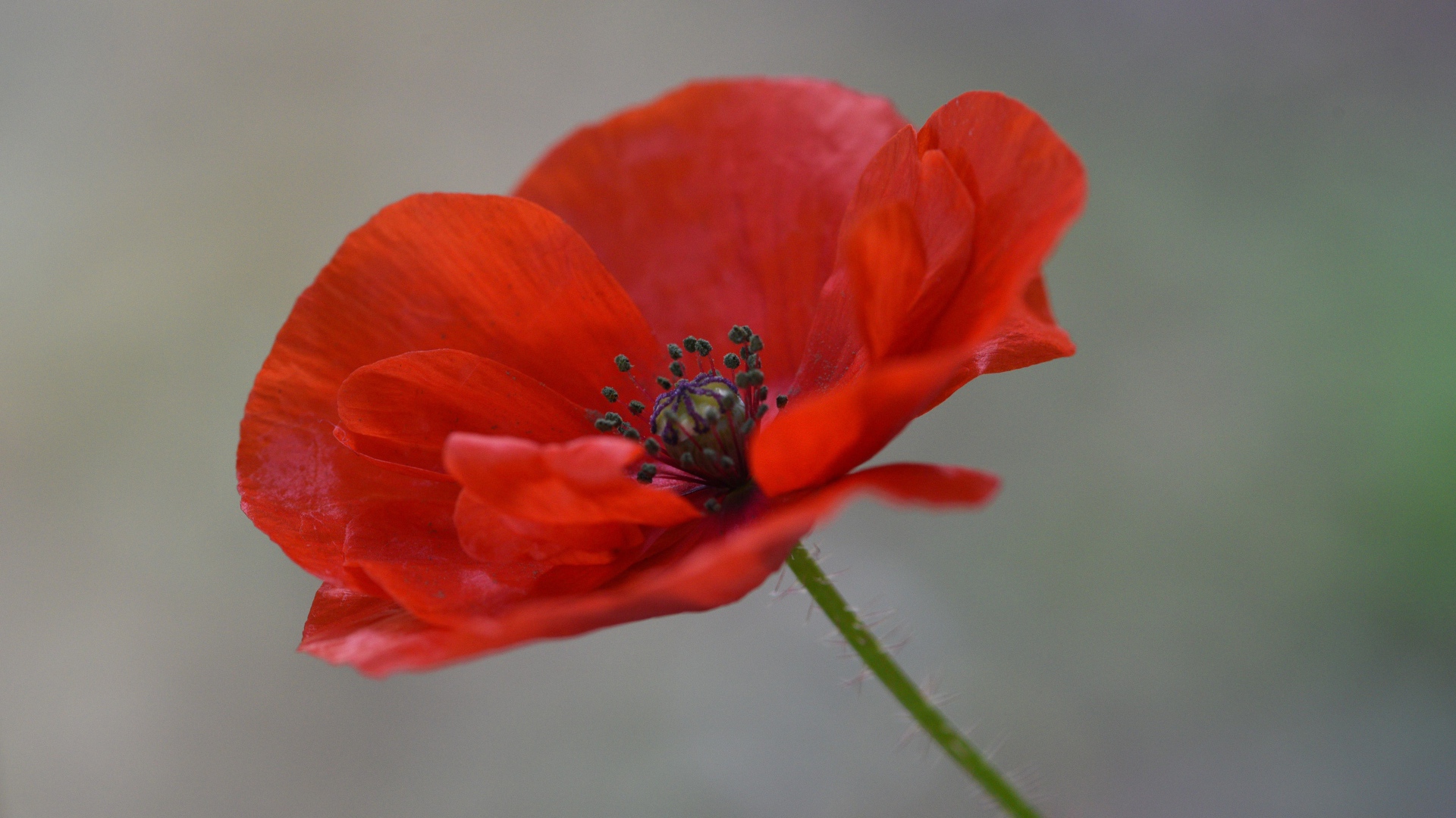 Красный цветок полевого мака крупным планом