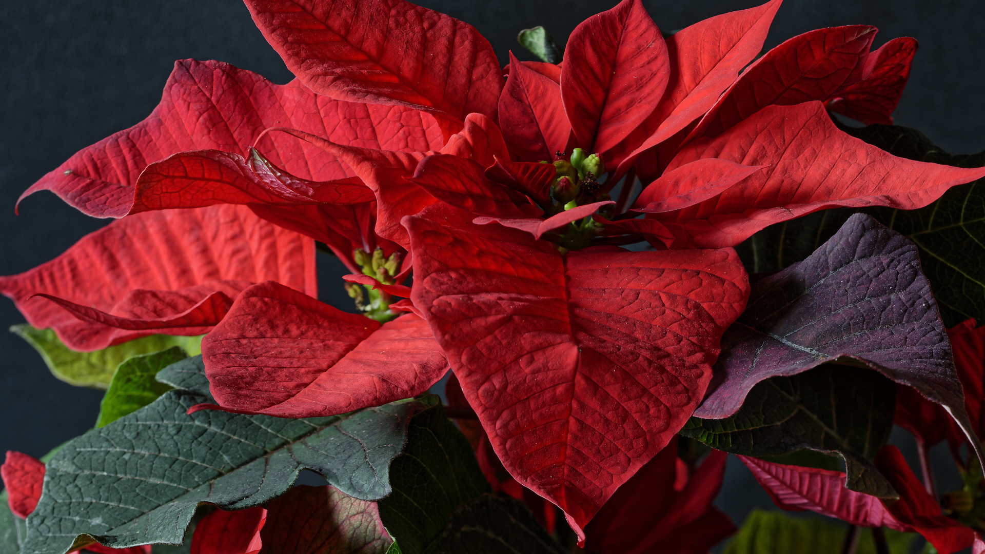 Красные цветы молочай в комнате