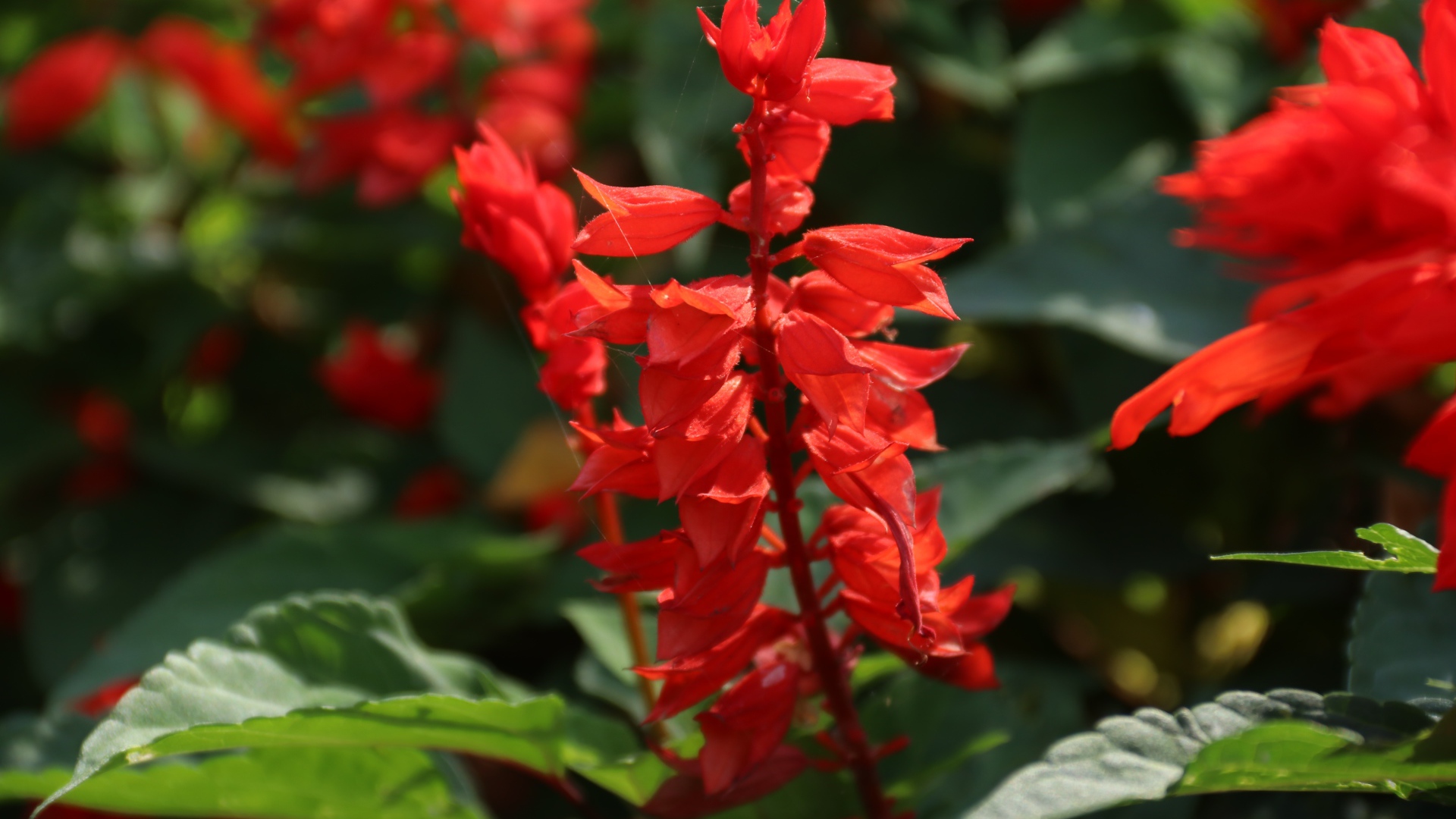 Красные садовые цветы сальвия крупным планом