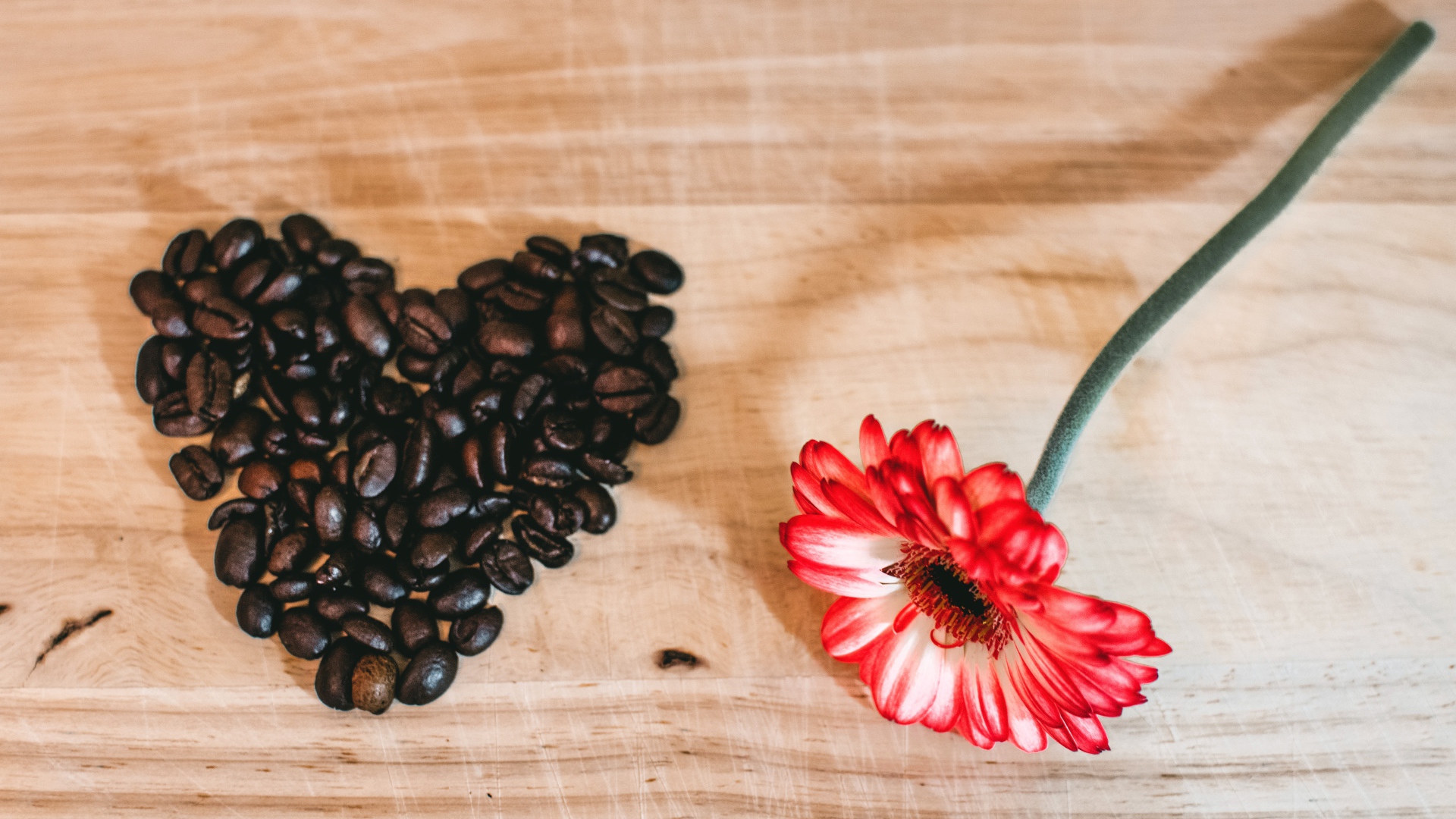 Красная гербера и сердце из кофейных зерен на столе 