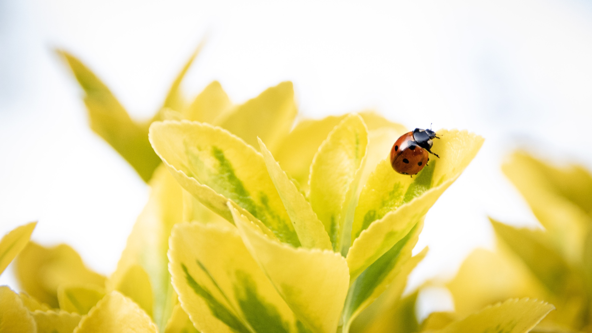 Красная божья коровка на зеленых листьях 