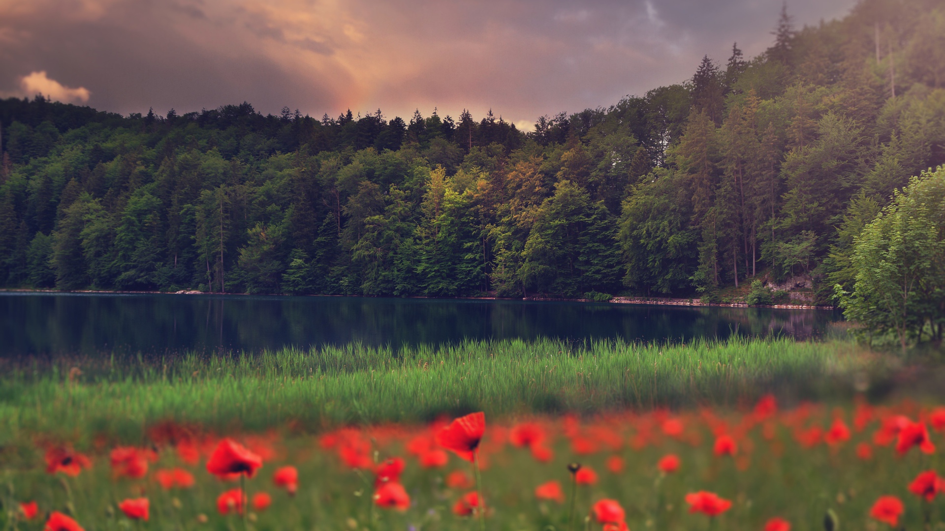 Красные маки растут на берегу лесного озера 
