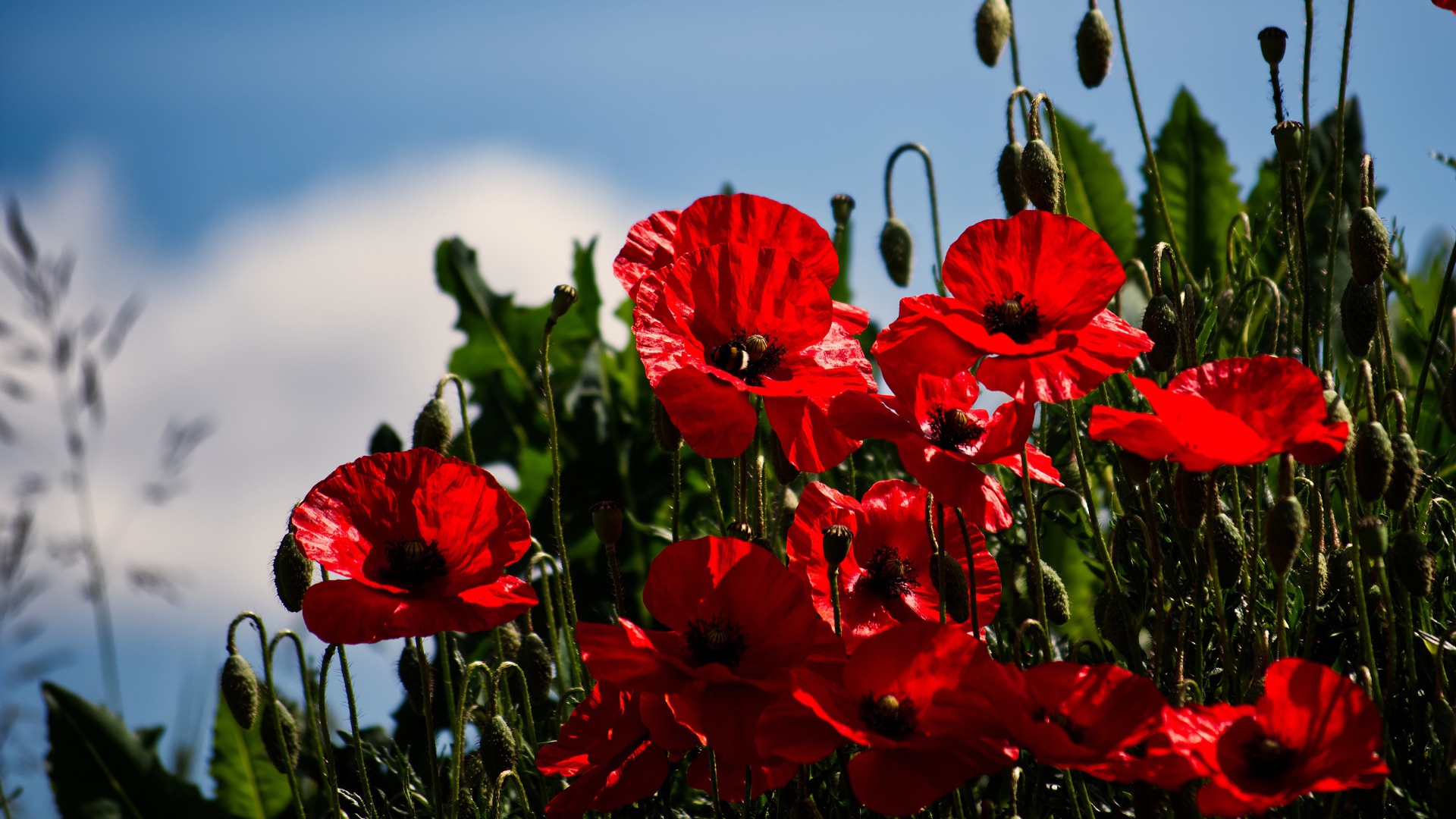 Красные маки с бутонами под голубым небом в лучах солнца