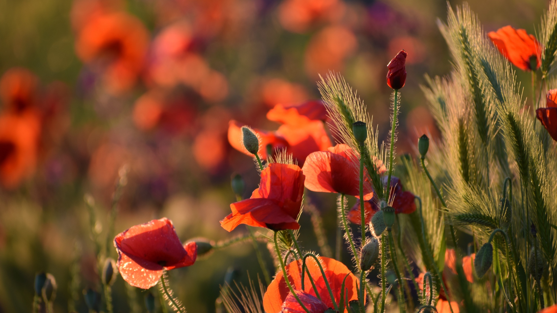 Красные маки с зелеными колосками в лучах солнца