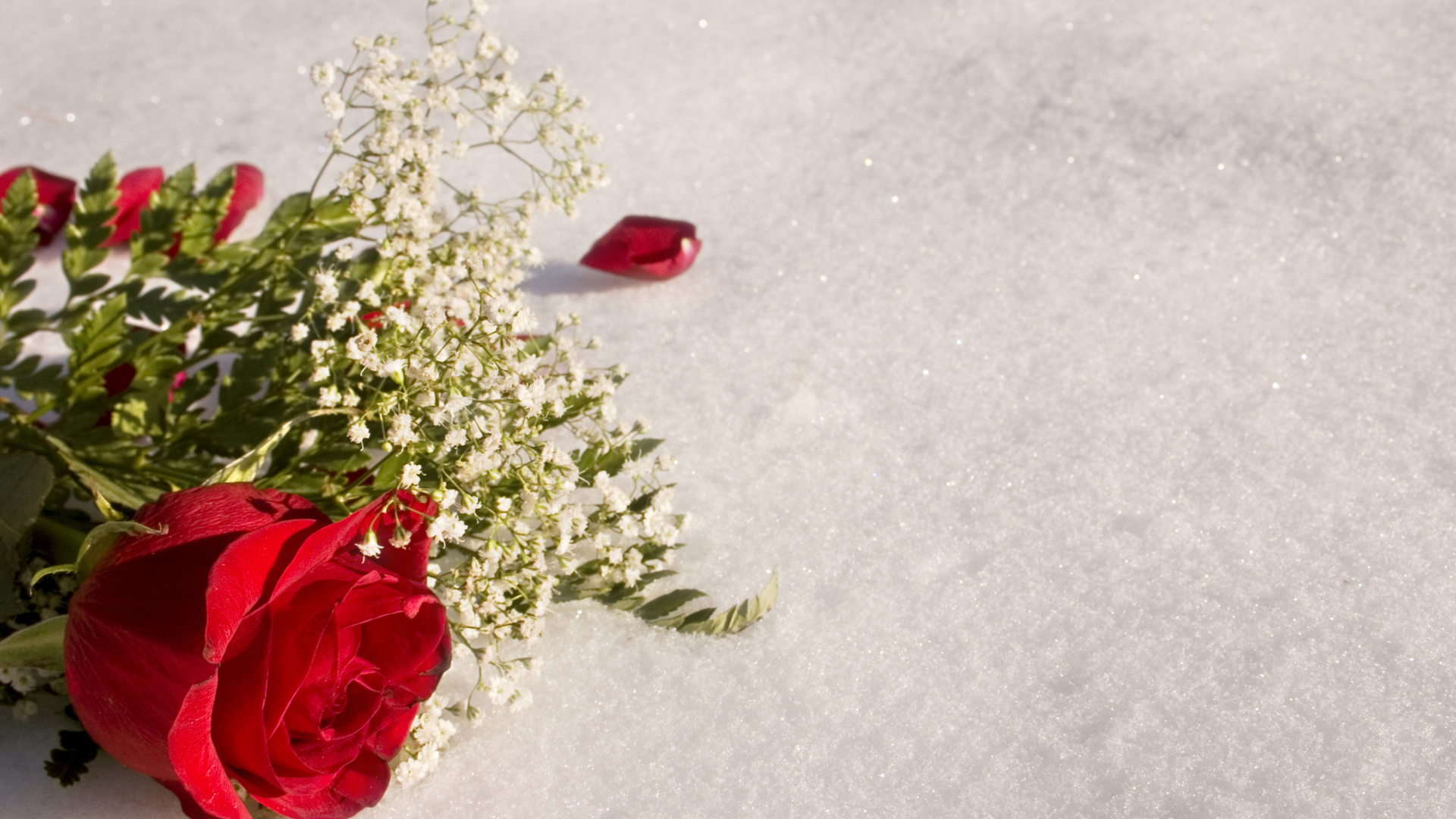 Красная роза с белыми цветами на снегу