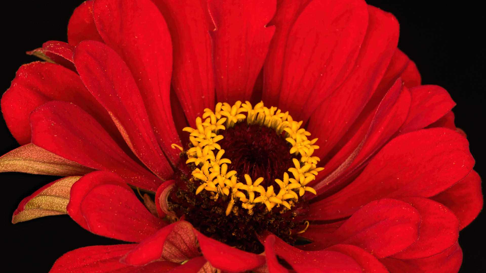 Красный цветок цинния на черном фоне