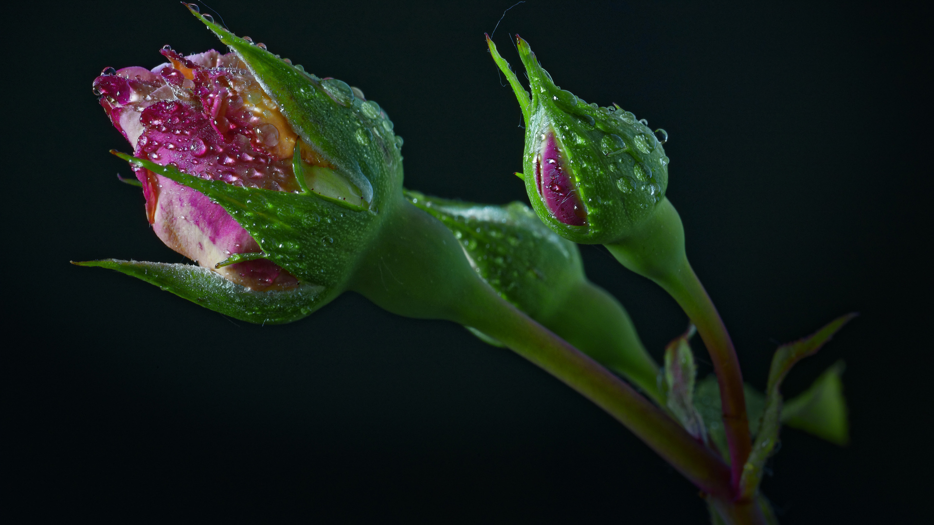 Бутоны розы в каплях воды на черном фоне