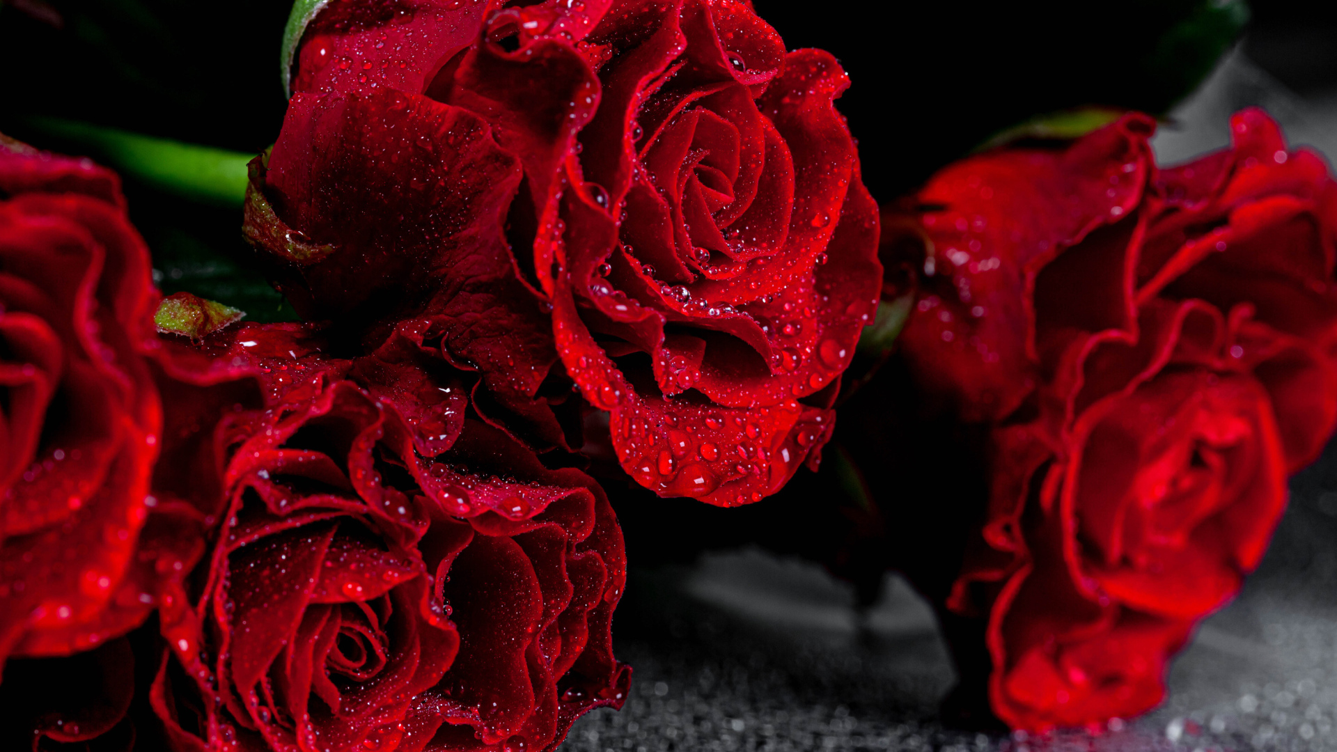 Алые розы крупным планом в каплях воды  