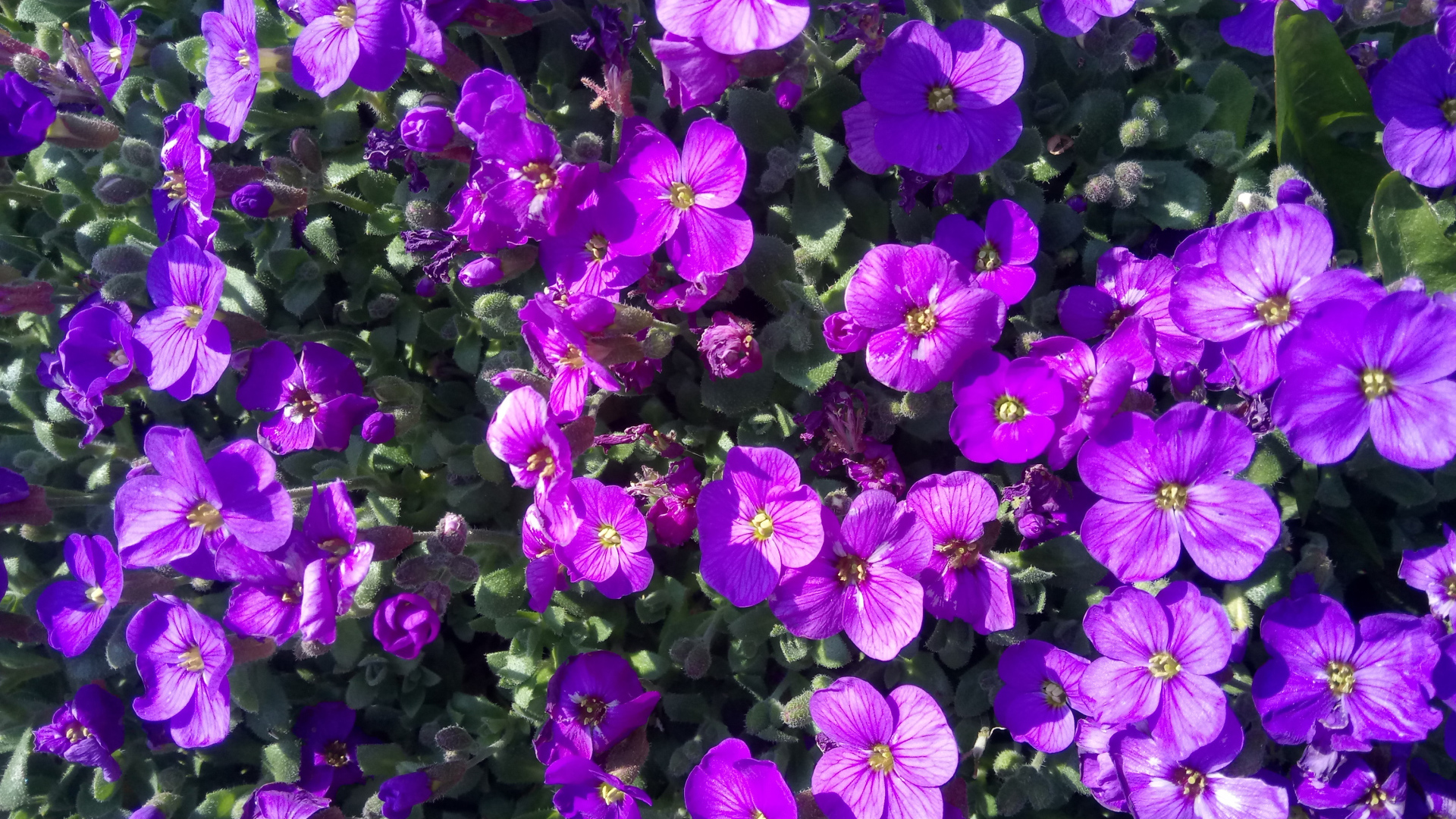 Мелкие сиреневые цветы Обриета в лучах солнца