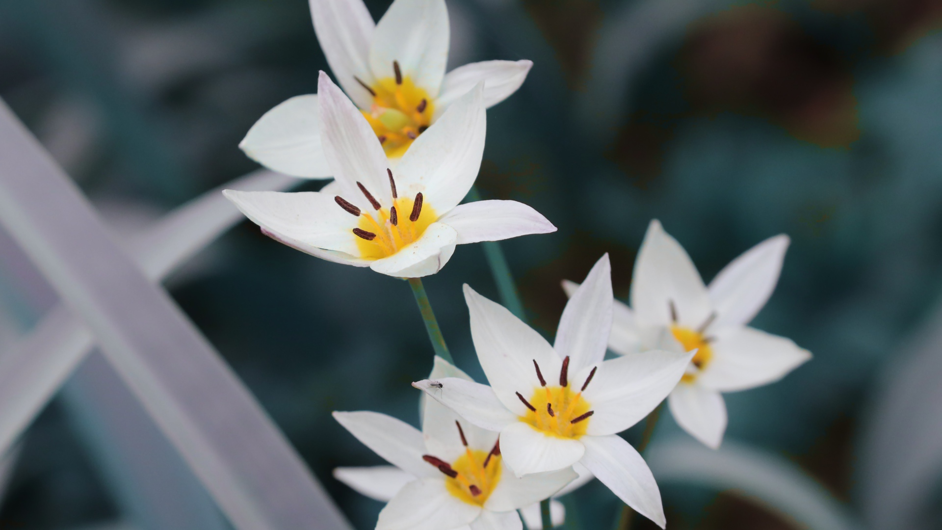 Мелкие белые цветы дикого тюльпана 