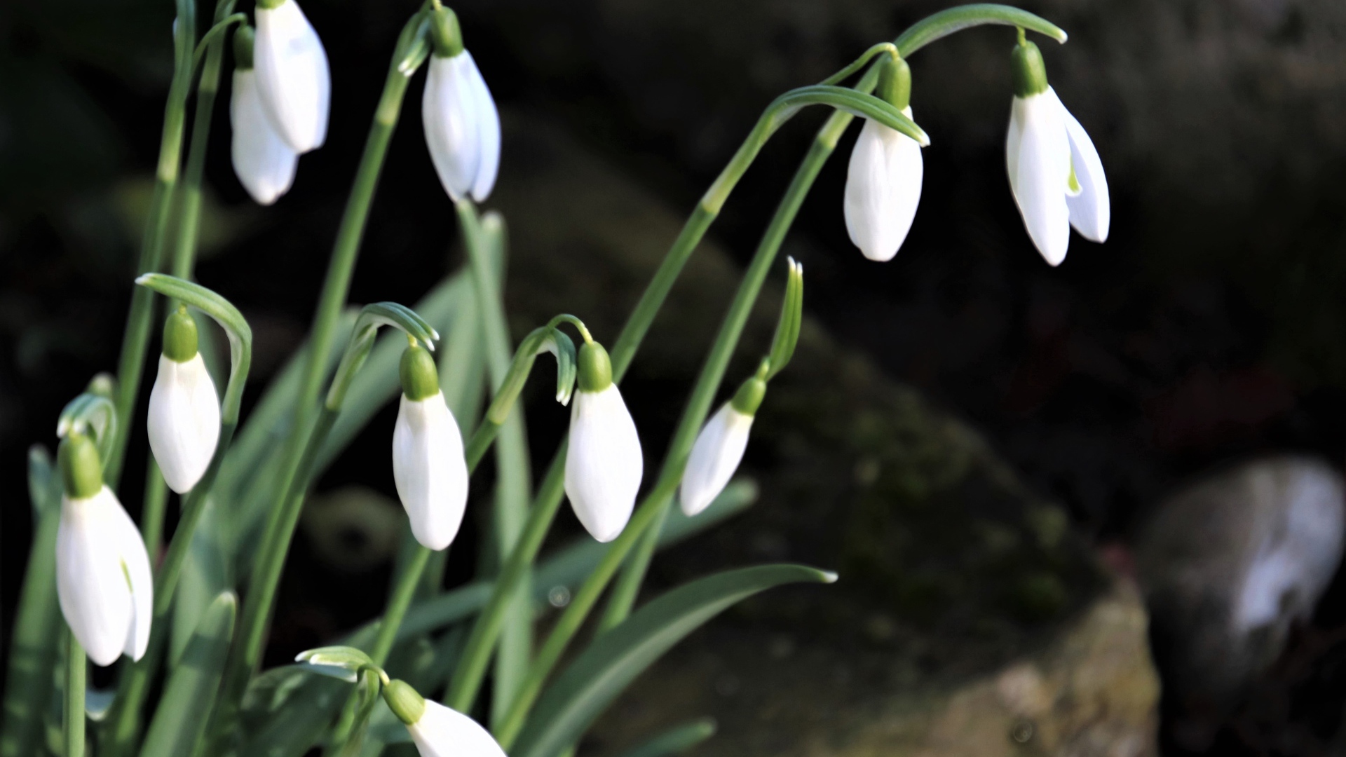 Маленькие белые весенние подснежники в лесу 