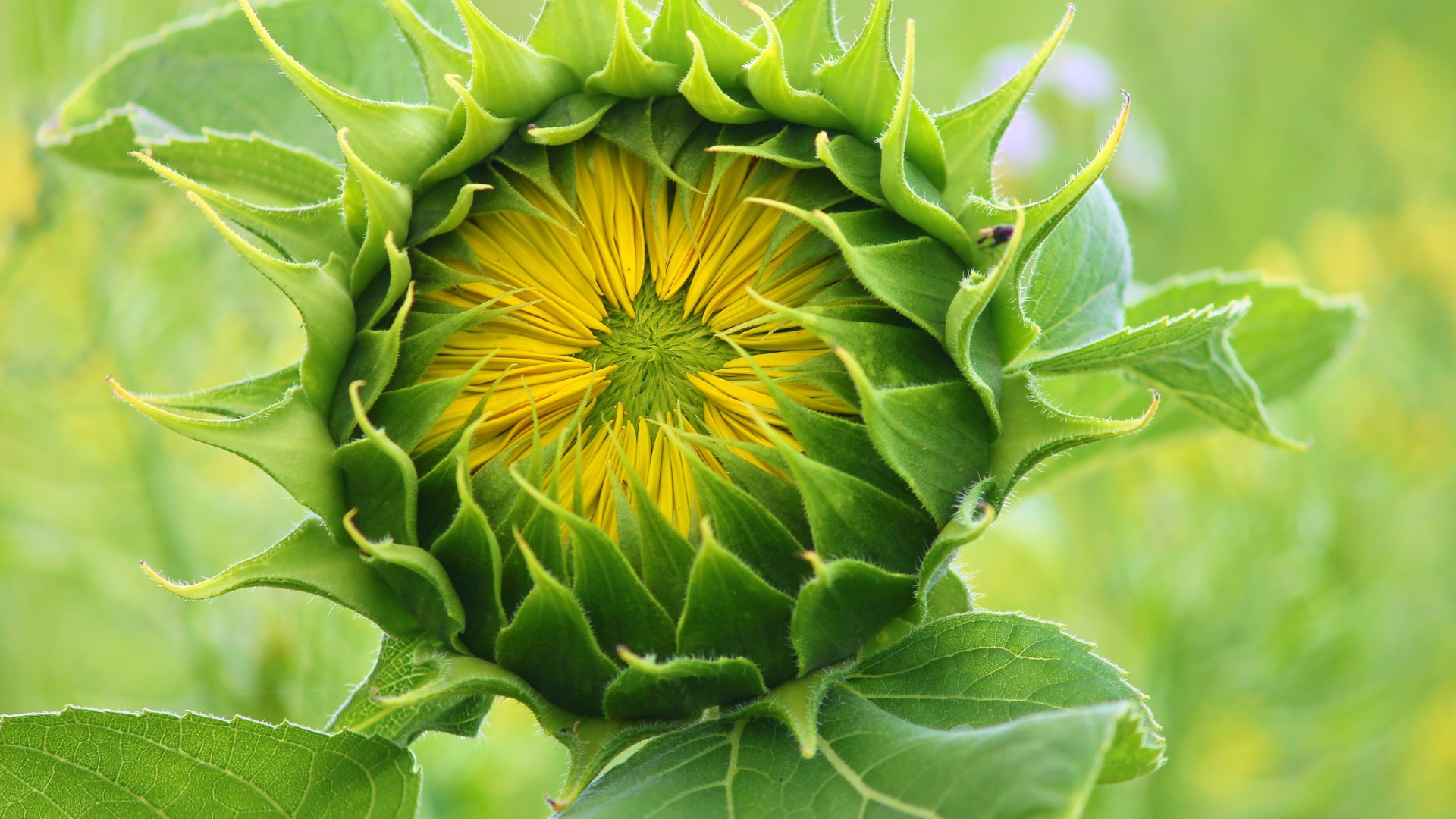 Цветок подсолнуха распускается на поле