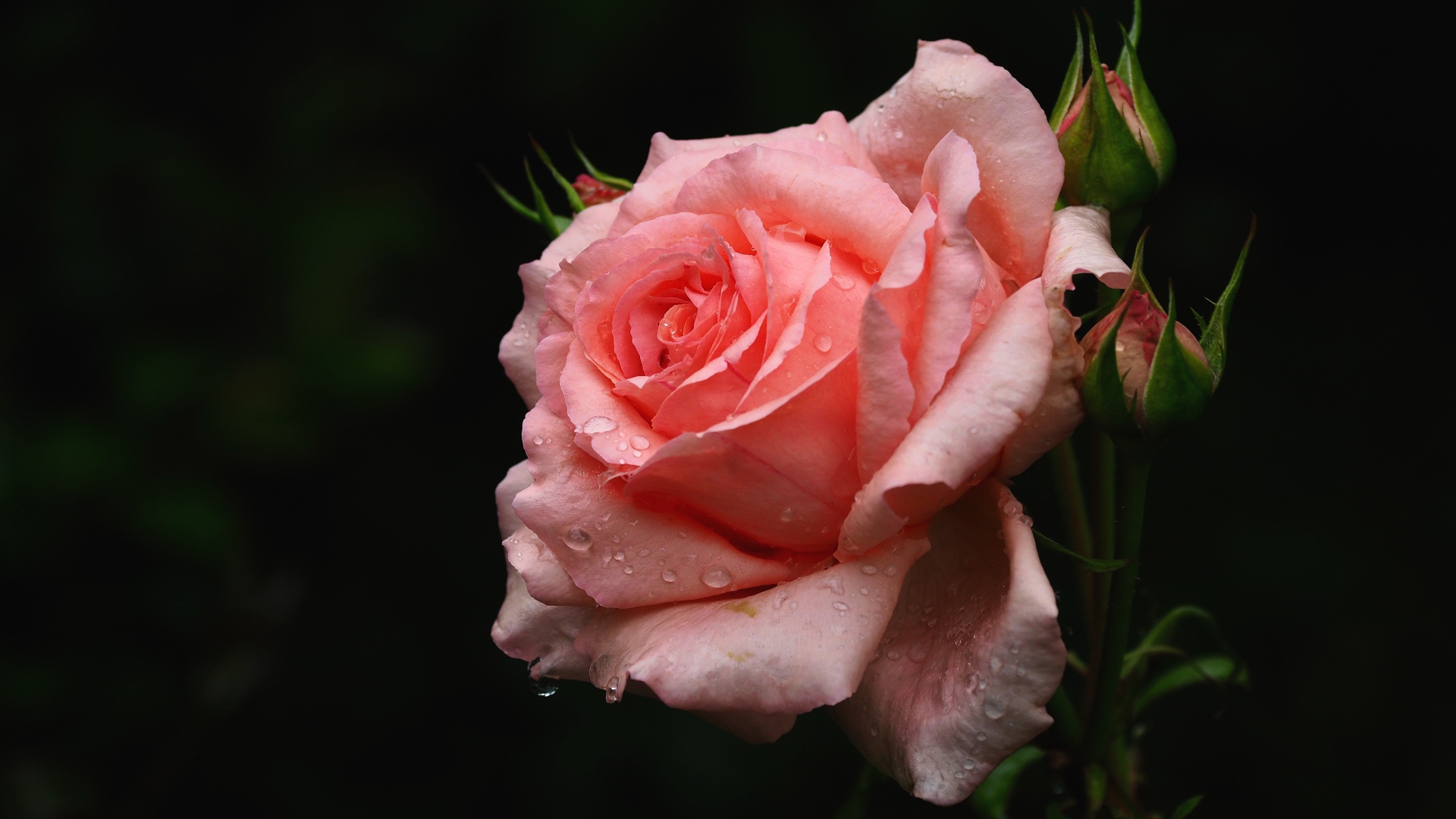 Нежная розовая роза с бутонами в каплях воды крупным планом