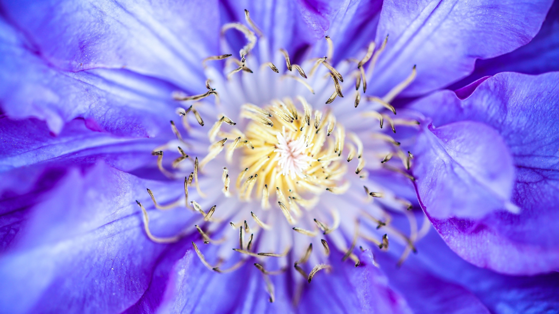 Середина сиреневого цветка клематиса 