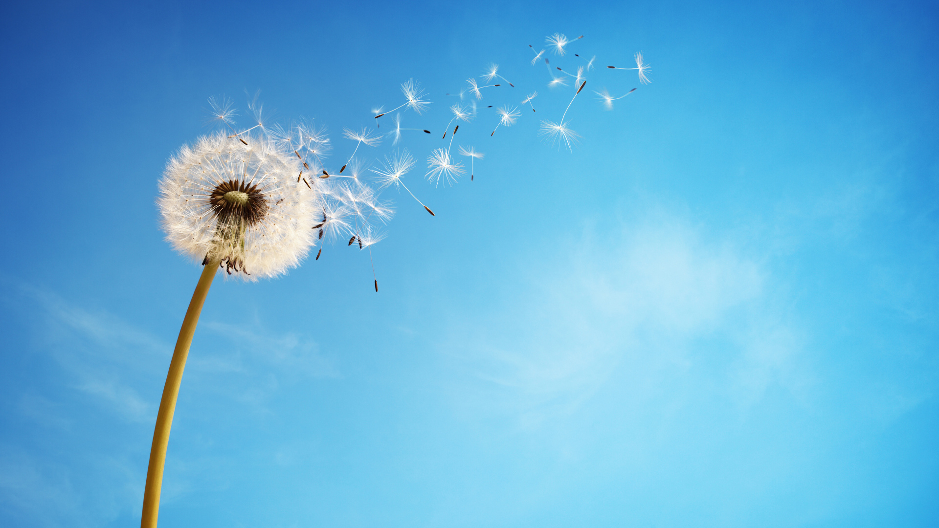 Ветер раздувает белый одуванчик на фоне голубого неба