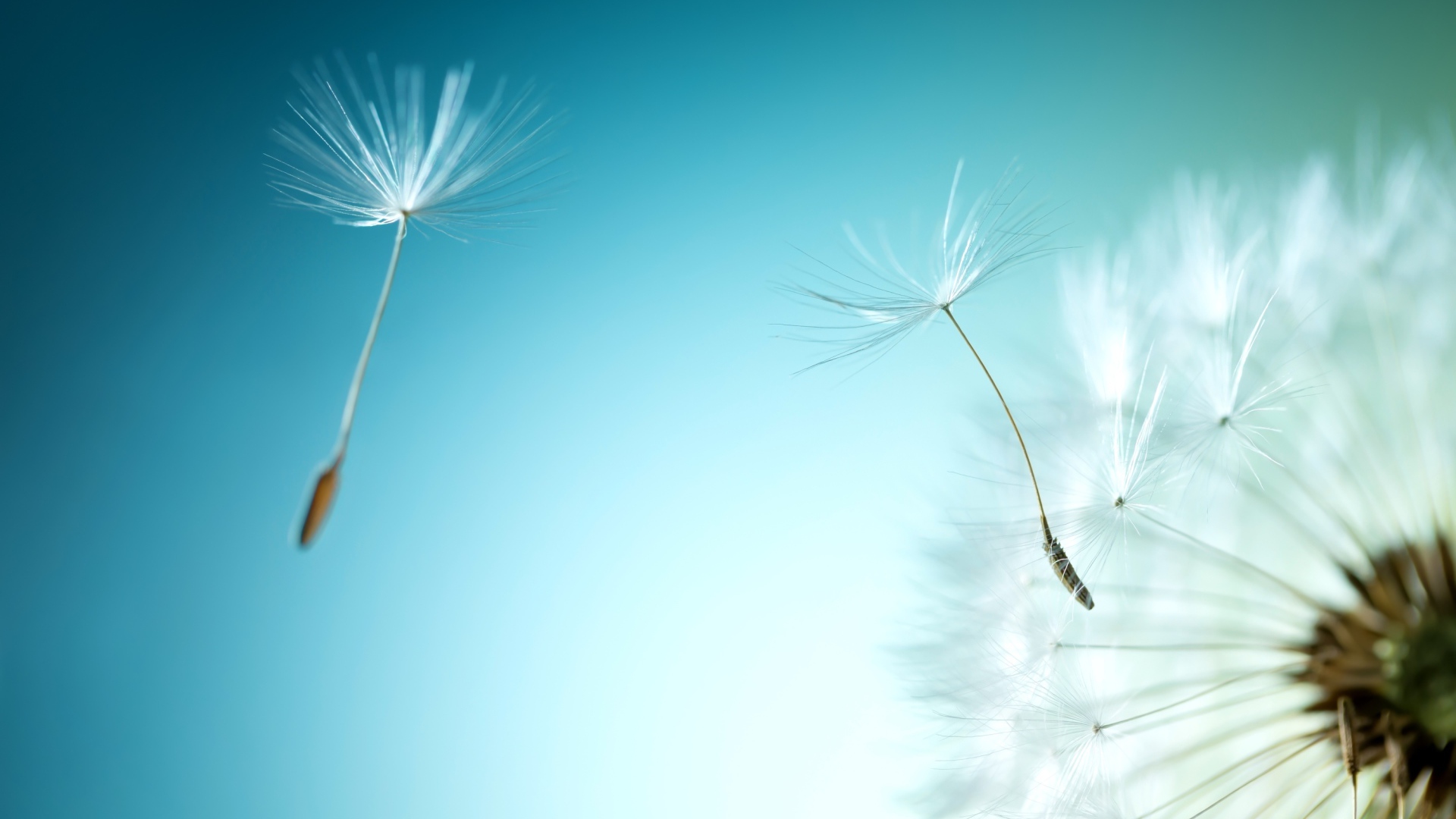 Ветер раздувает белый одуванчик на голубом фоне