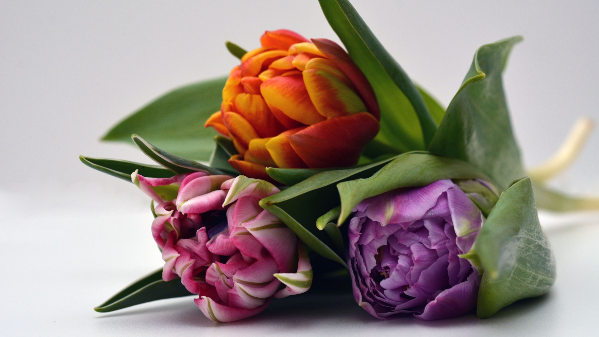 Три разноцветных тюльпана на сером фоне