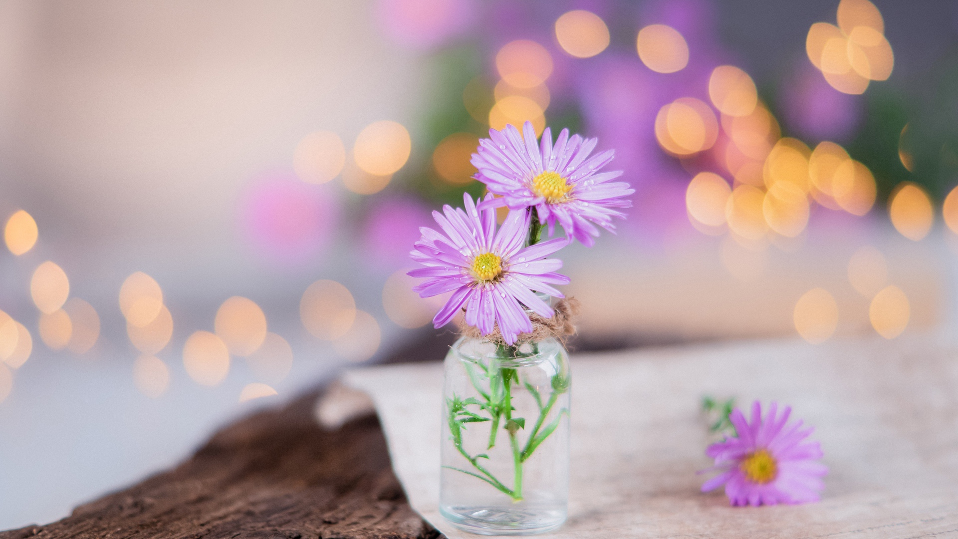 Три розовых цветка сентябринки в стеклянной баночке