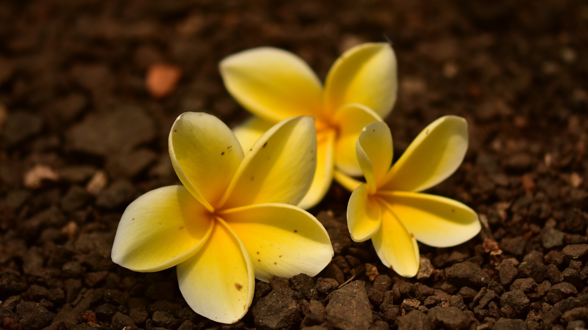 Три  цветка плюмерии лежат  на земле 