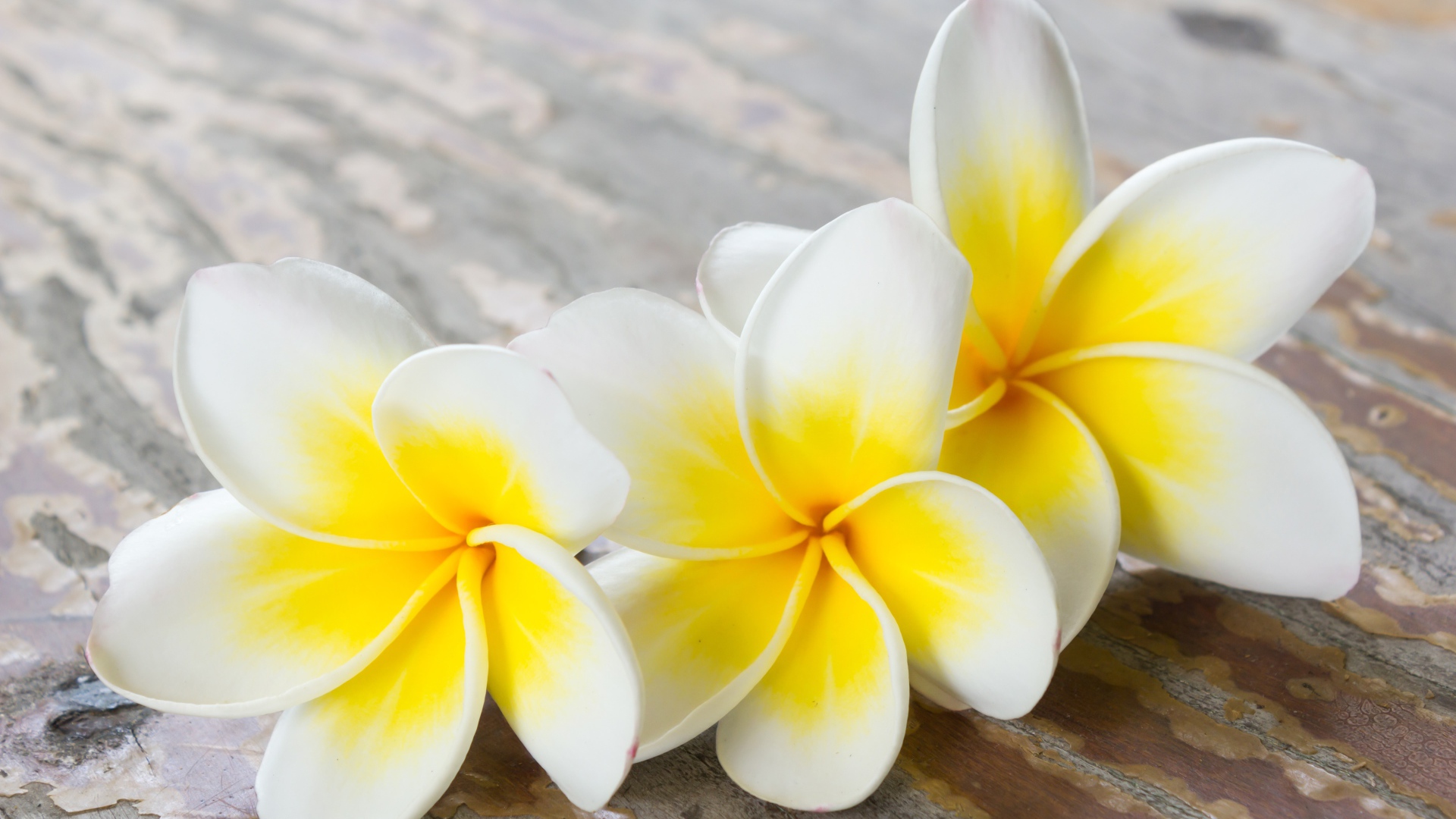 Три цветка плюмерии на деревянном столе 
