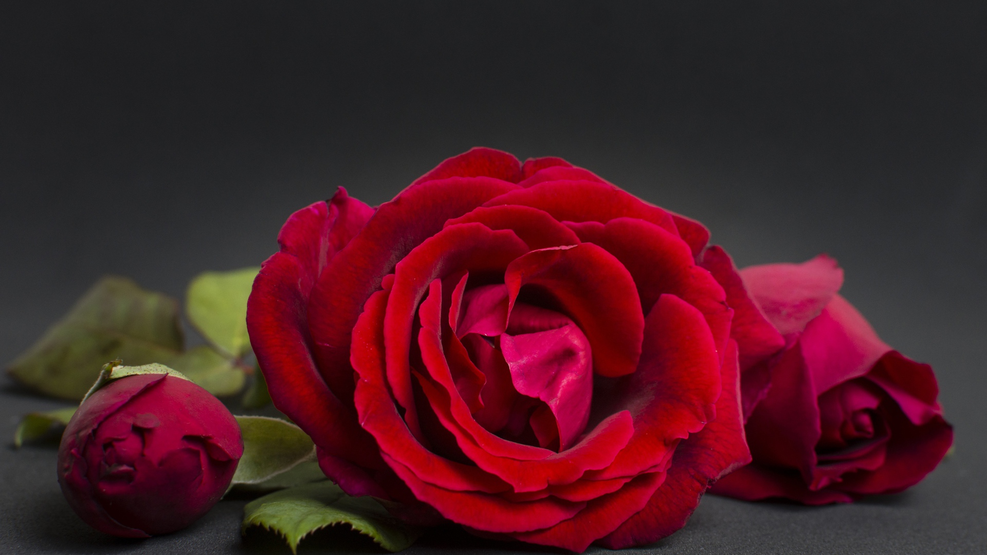 Три красные розы на сером фоне