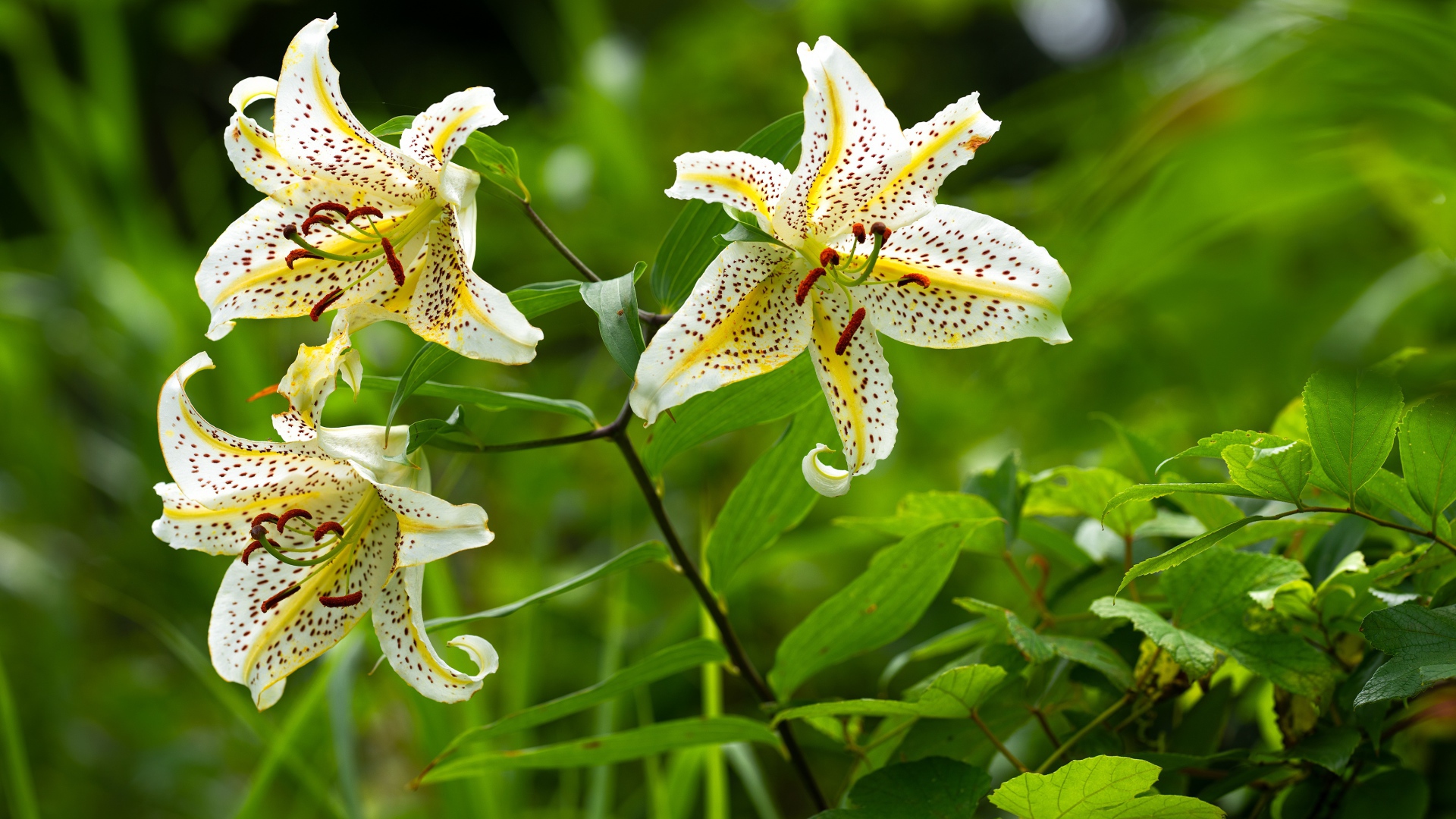 Три белые тигровые лилии в саду 