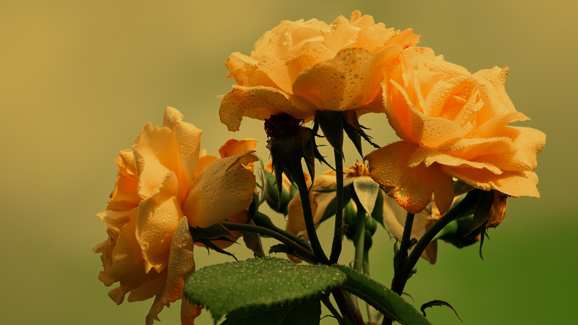 Три желтые розы в каплях дождя с зелеными листьями 