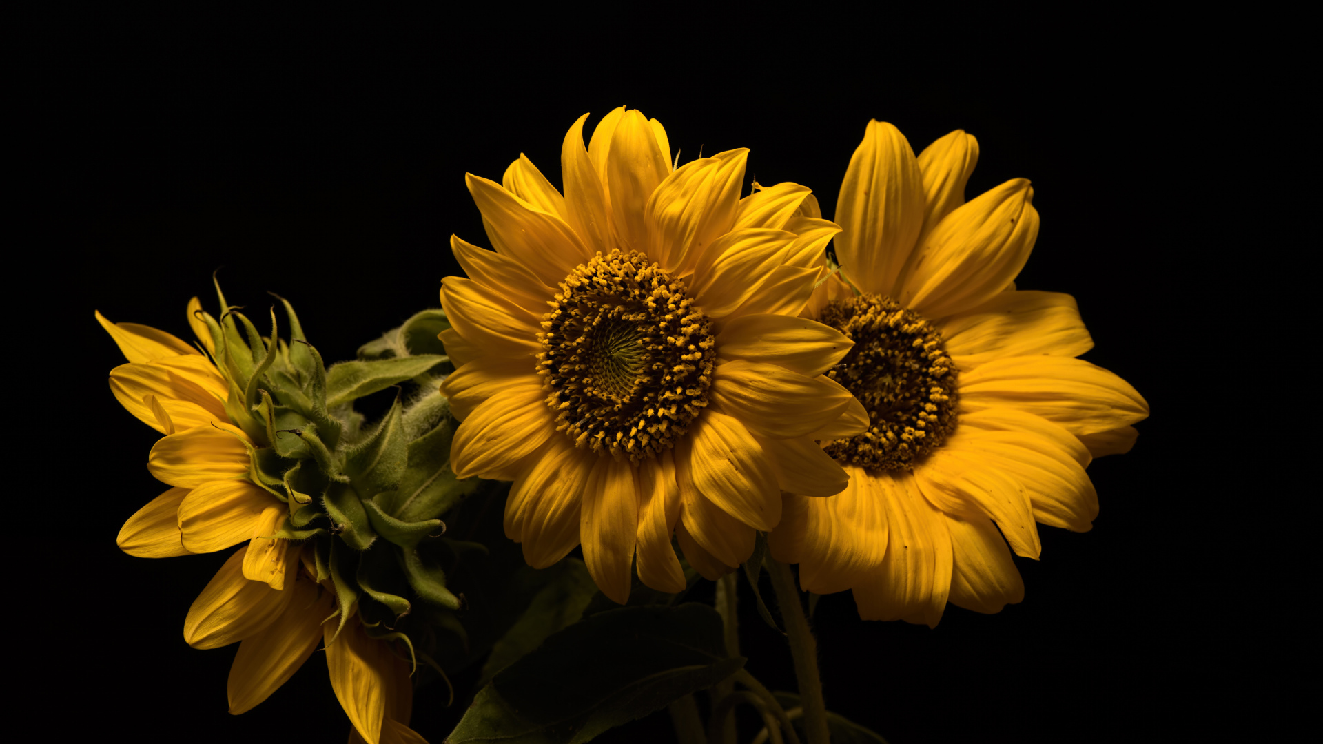 Три желтых цветка подсолнуха на черном фоне