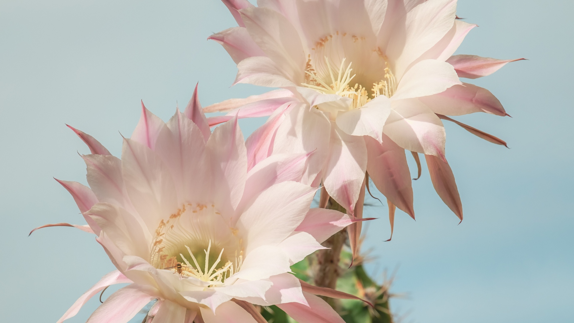 Два нежных розовых цветка кактуса на голубом фоне