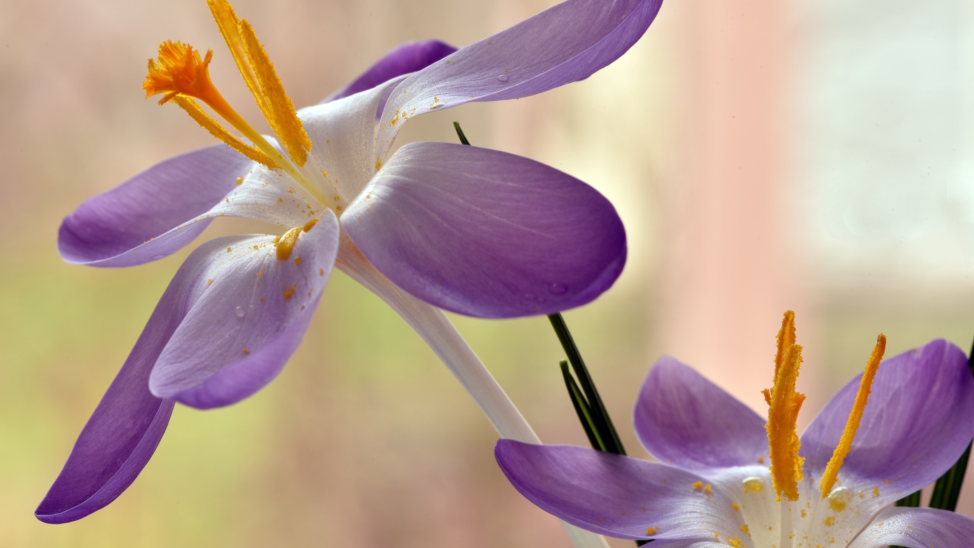 Два сиреневых крокуса с желтой серединой 