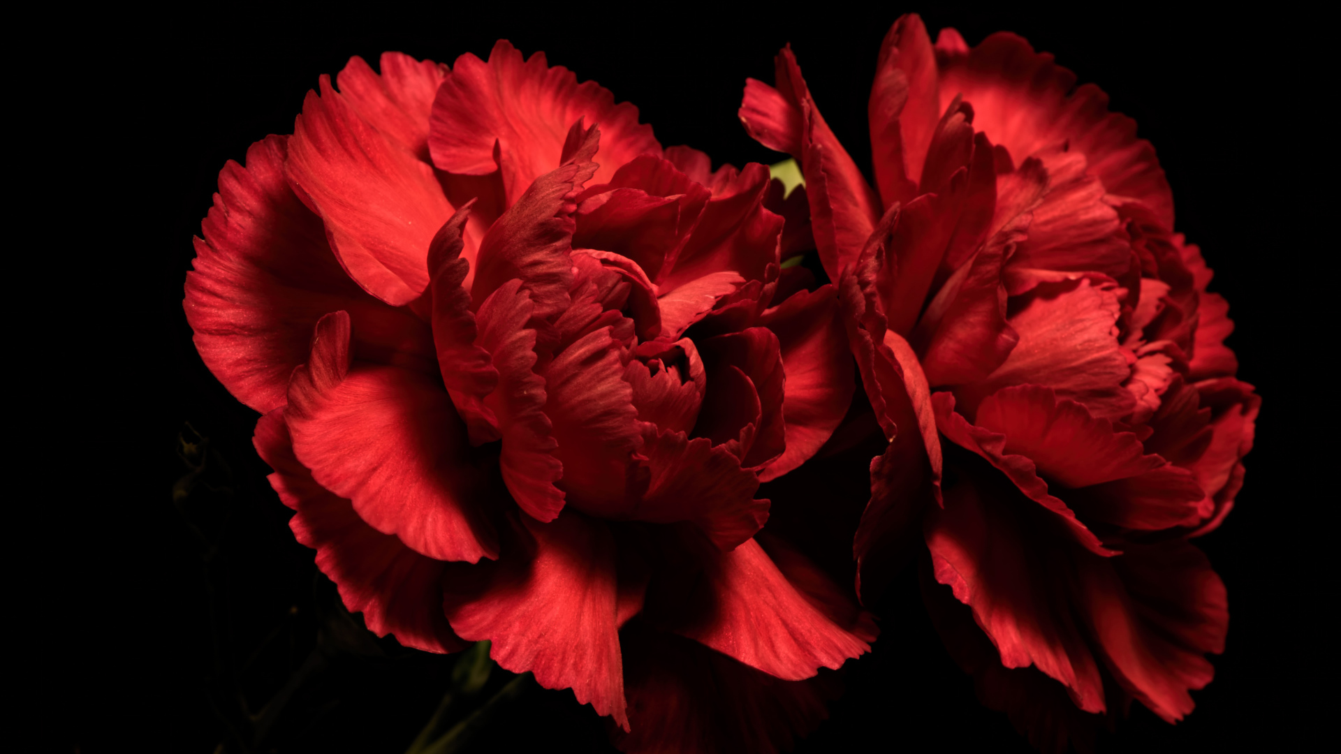 Две красные гвоздики на черном фоне