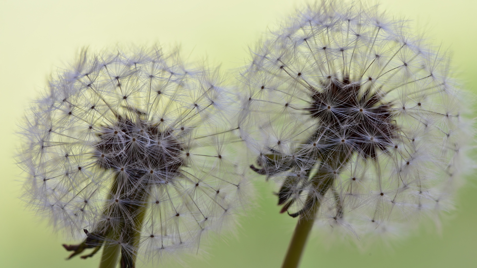Два белых цветка одуванчика крупным планом