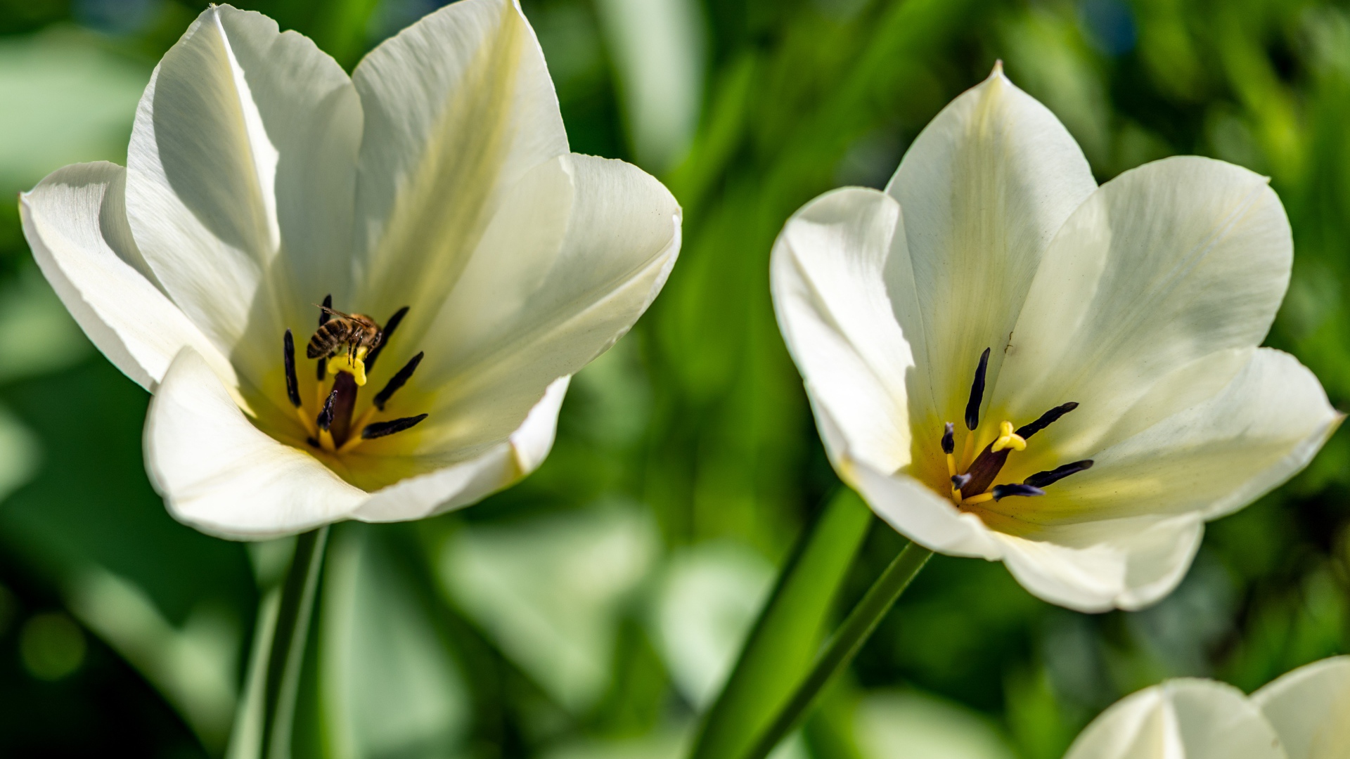 Два белых тюльпана крупным планом на клумбе 