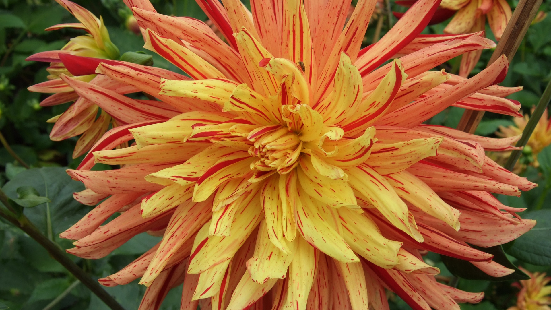 Необычный оранжевый цветок георгины на клумбе 