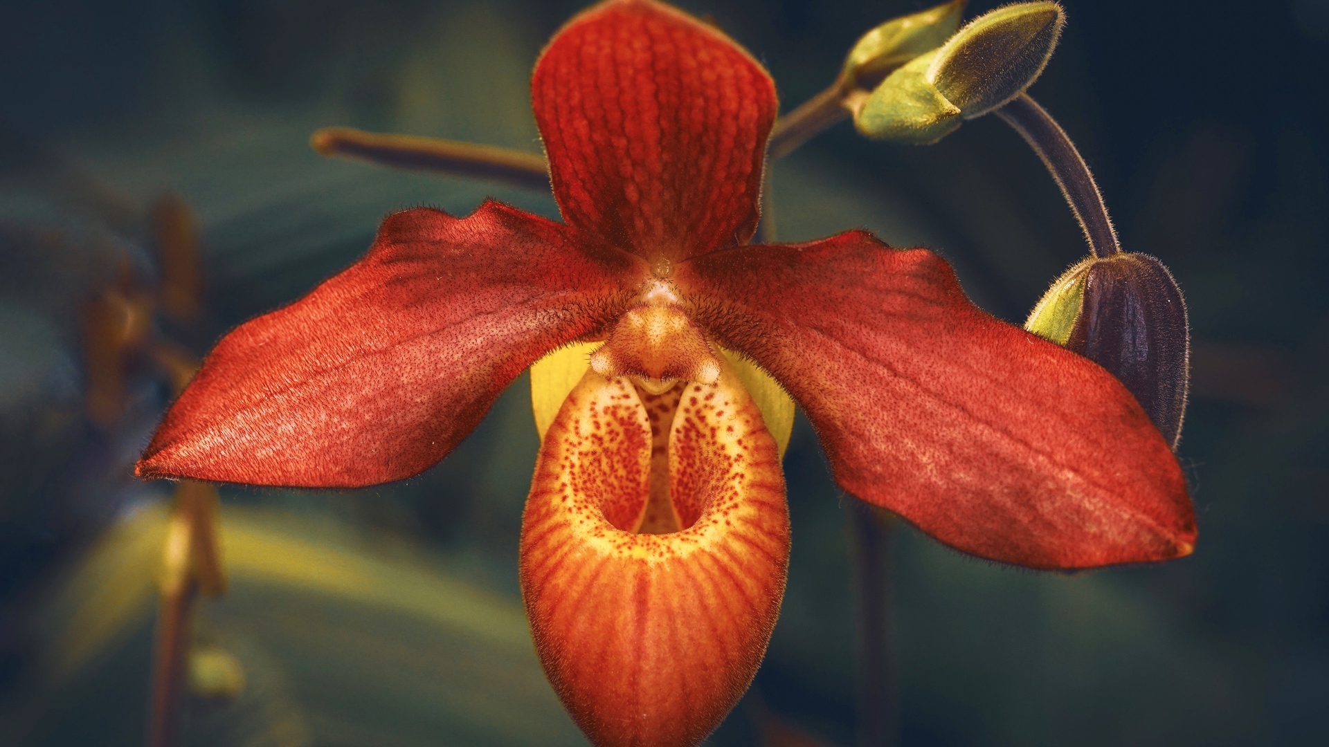 Необычная оранжевая орхидея с бутонами