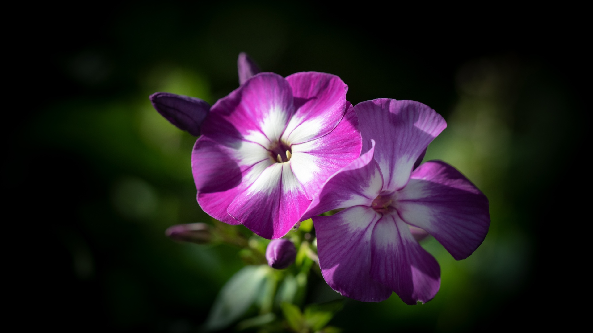 Фиолетовые цветы флоксы крупным планом