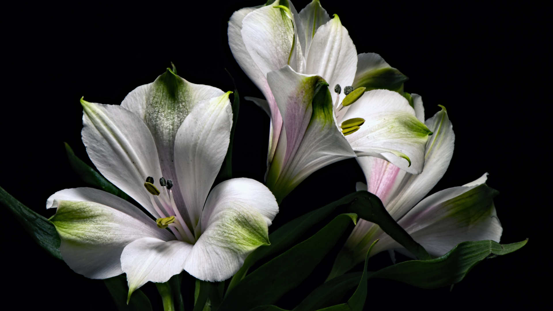 Белые цветы альстромерия с зелеными листьями на черном фоне