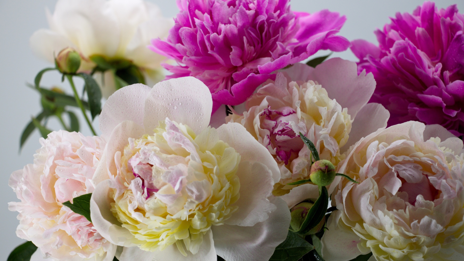 Белые и розовые цветы пиона крупным планом