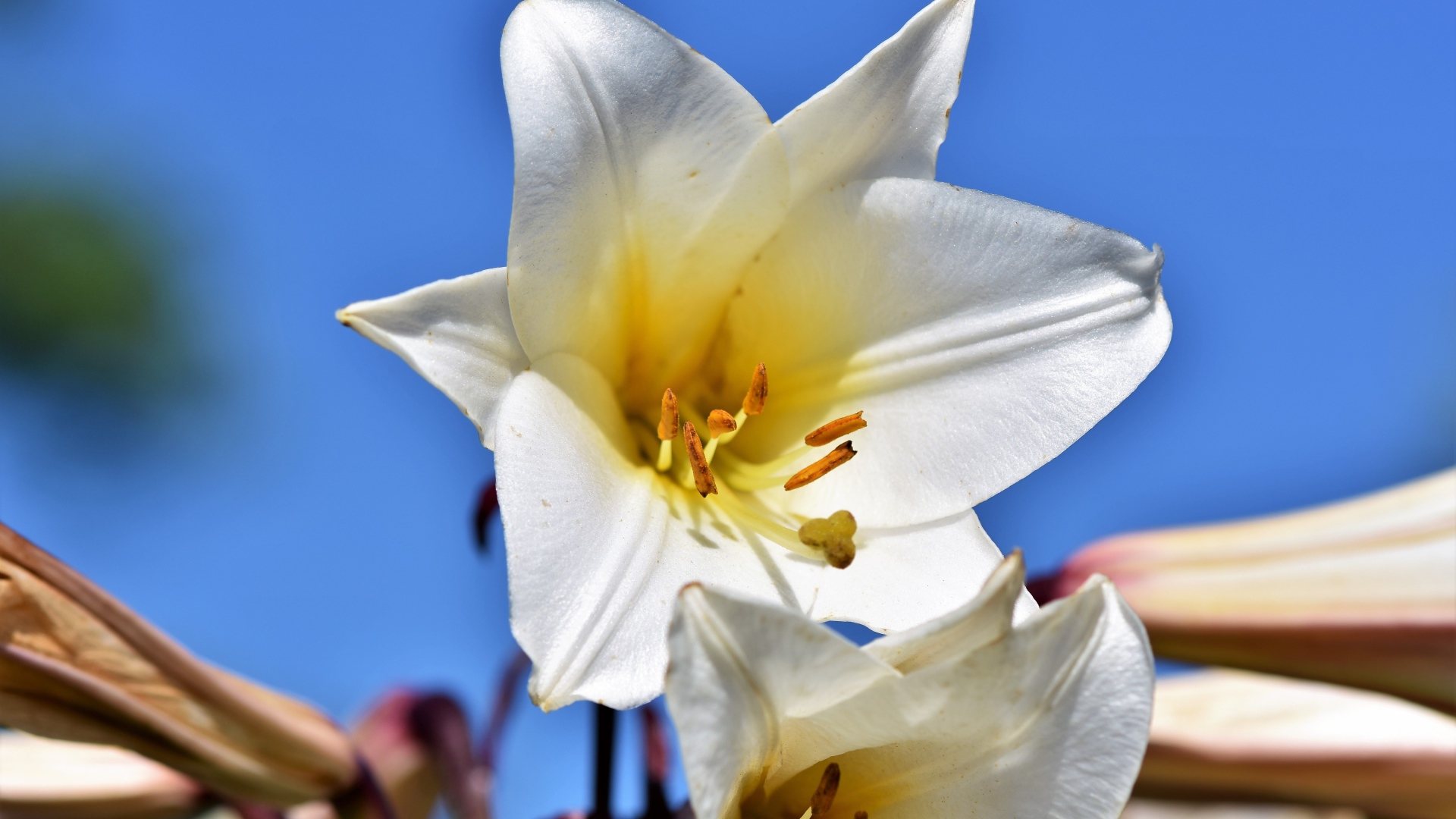 Белый красивый цветок лилии на фоне голубого неба