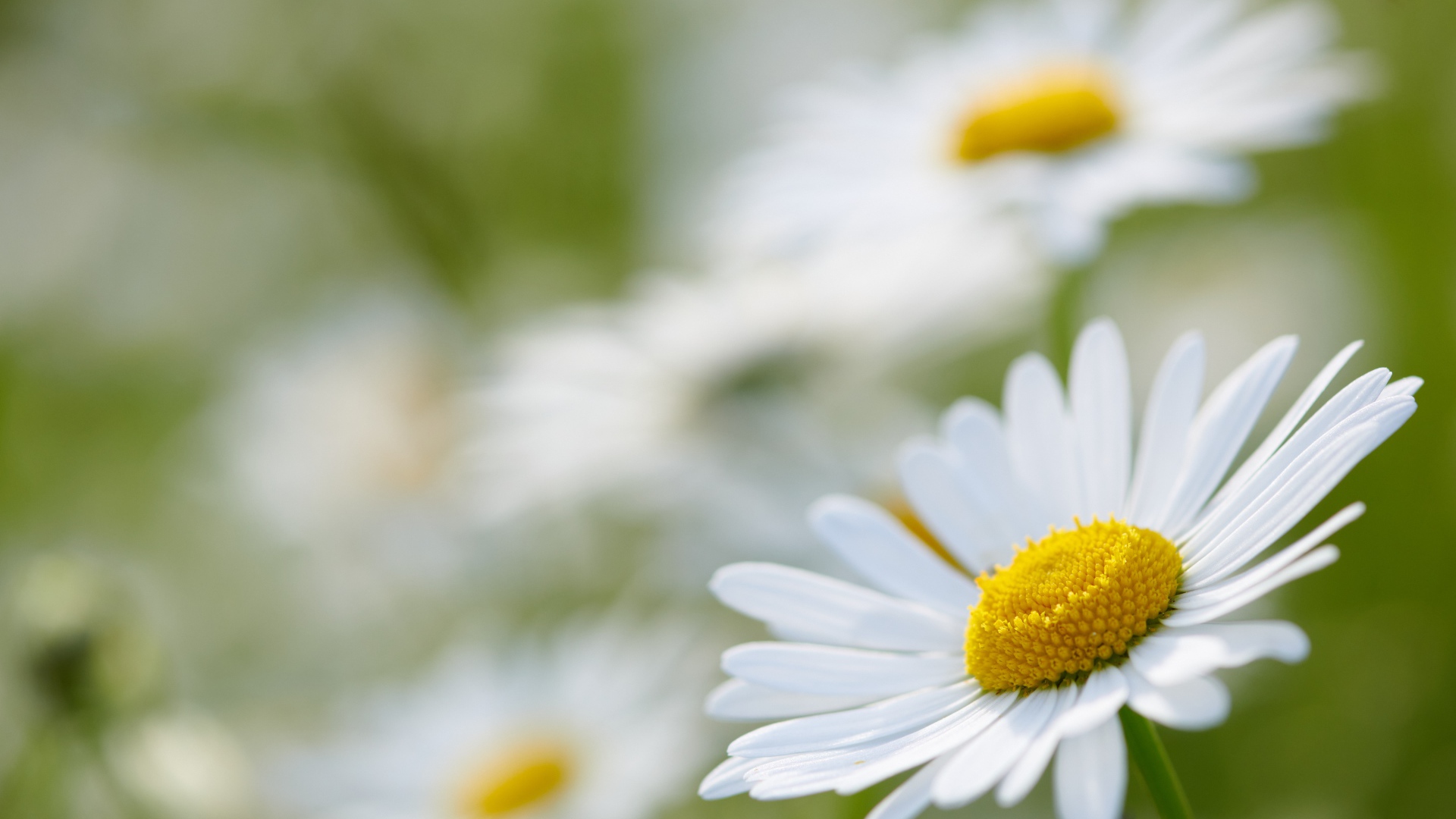 Белая ромашка на поле крупным планом