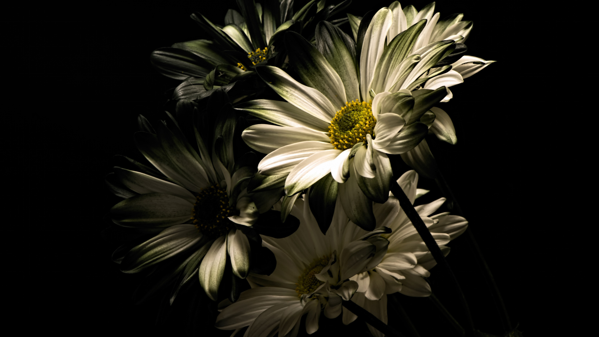 Белые цветы хризантемы на черном фоне