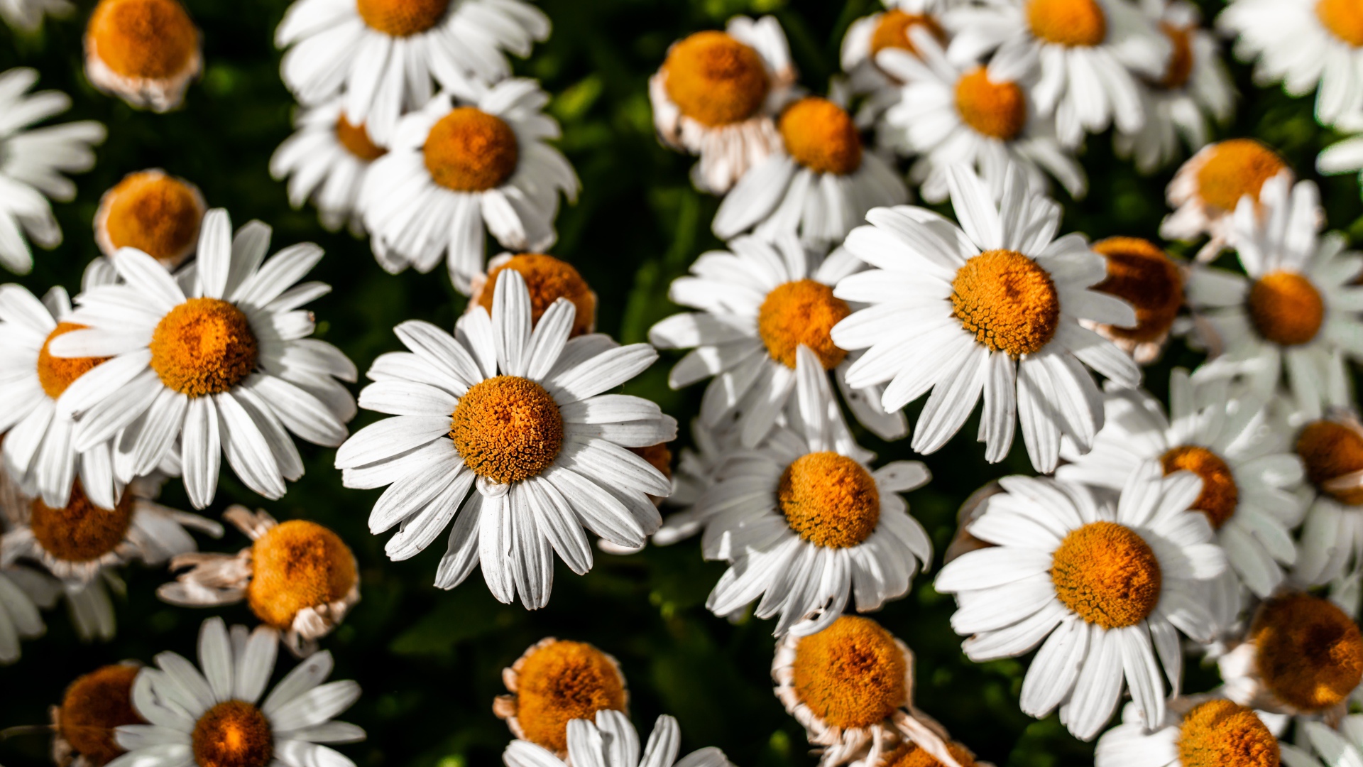 Белые ромашки с желтой серединкой крупным планом 