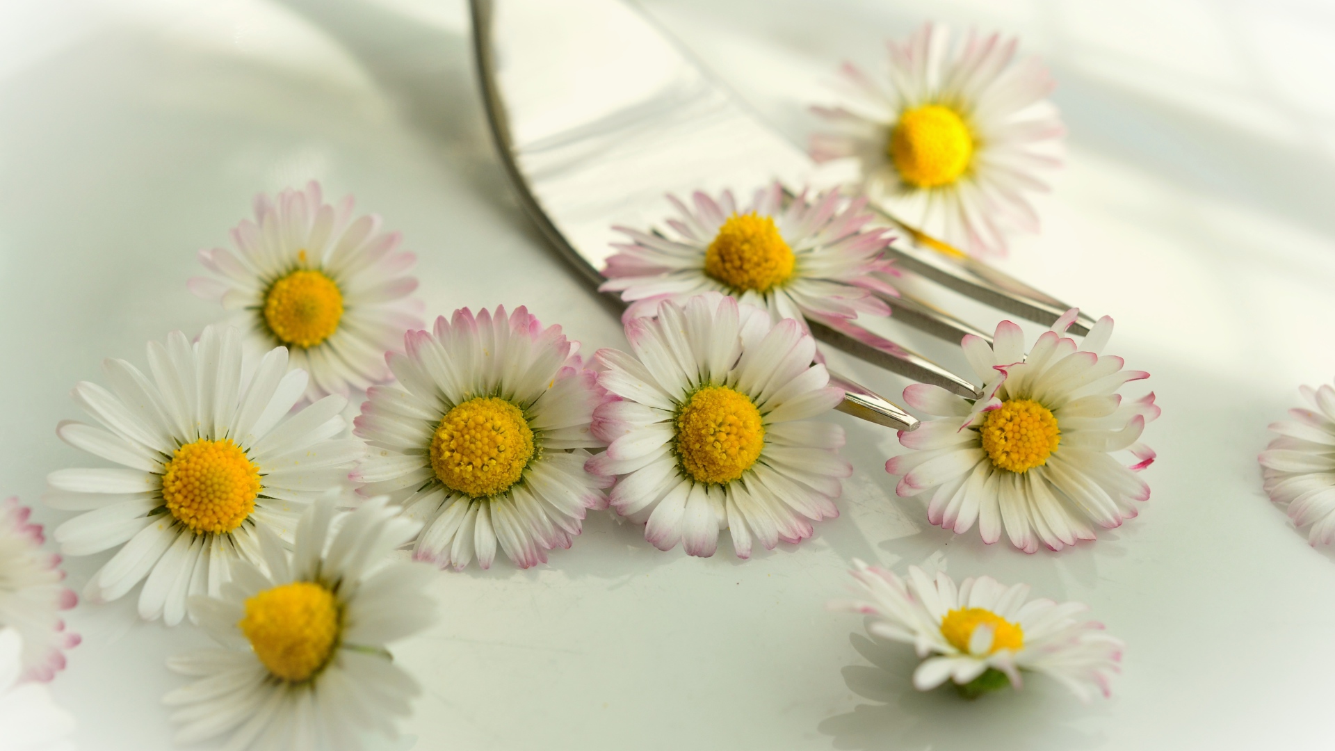 Белые маргаритки с желтыми серединками на столе с вилкой