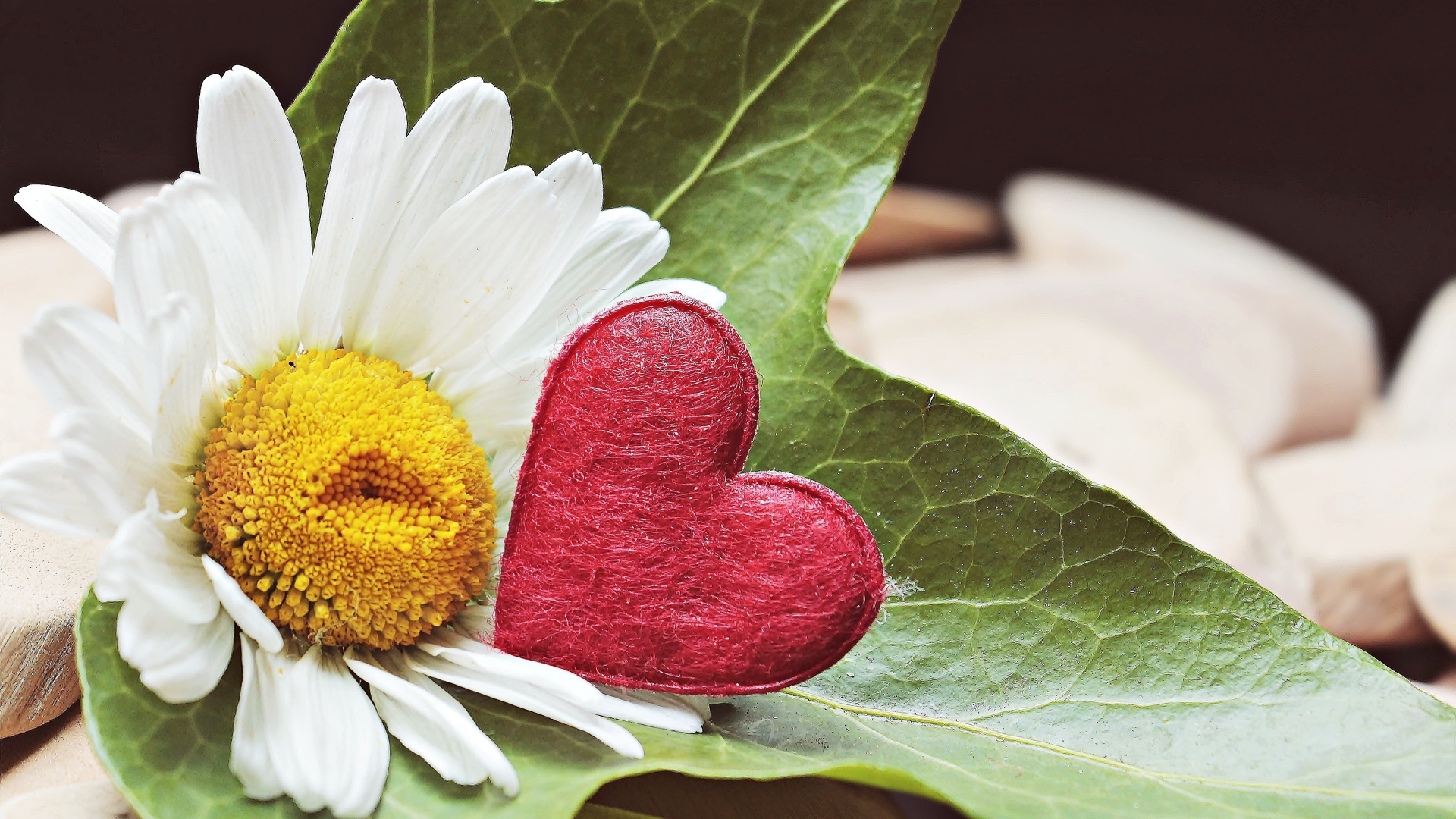 Белая ромашка с красным сердцем на листе