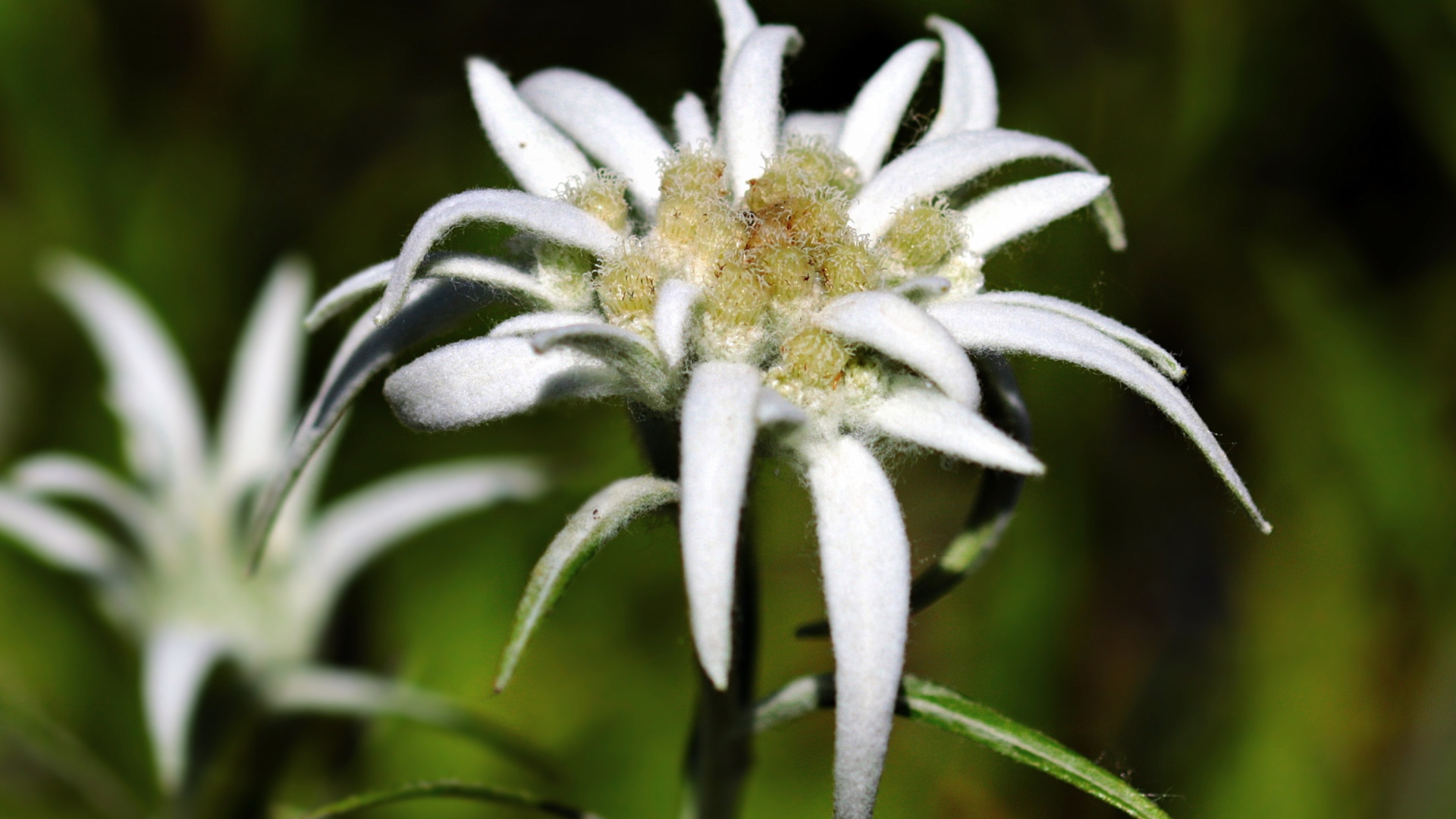 Белые цветы эдельвейса крупным планом 