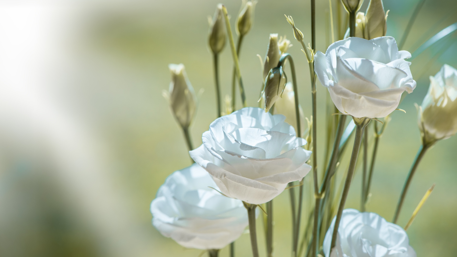 Белые цветы эустома с бутонами крупным планом